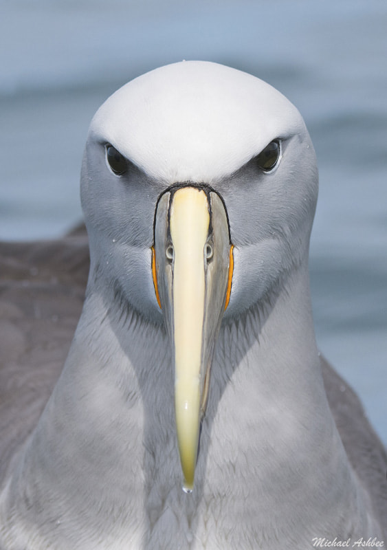 Nikon AF-S Nikkor 200-400mm F4G ED-IF VR sample photo. Salvin's albatross photography