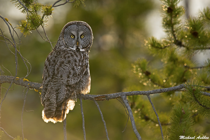 Nikon D800 + Nikon AF-S Nikkor 600mm F4G ED VR sample photo. Great gray owl photography