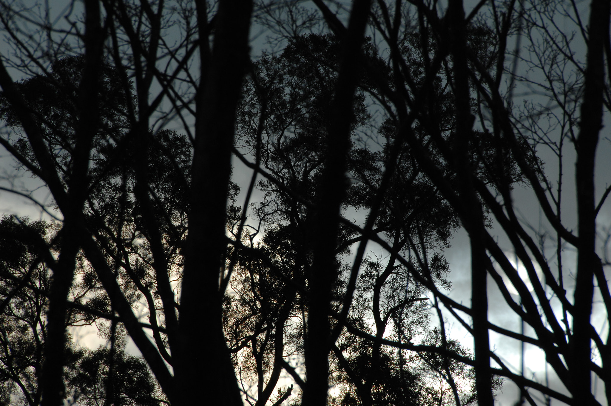 Nikon D2X sample photo. .. photography