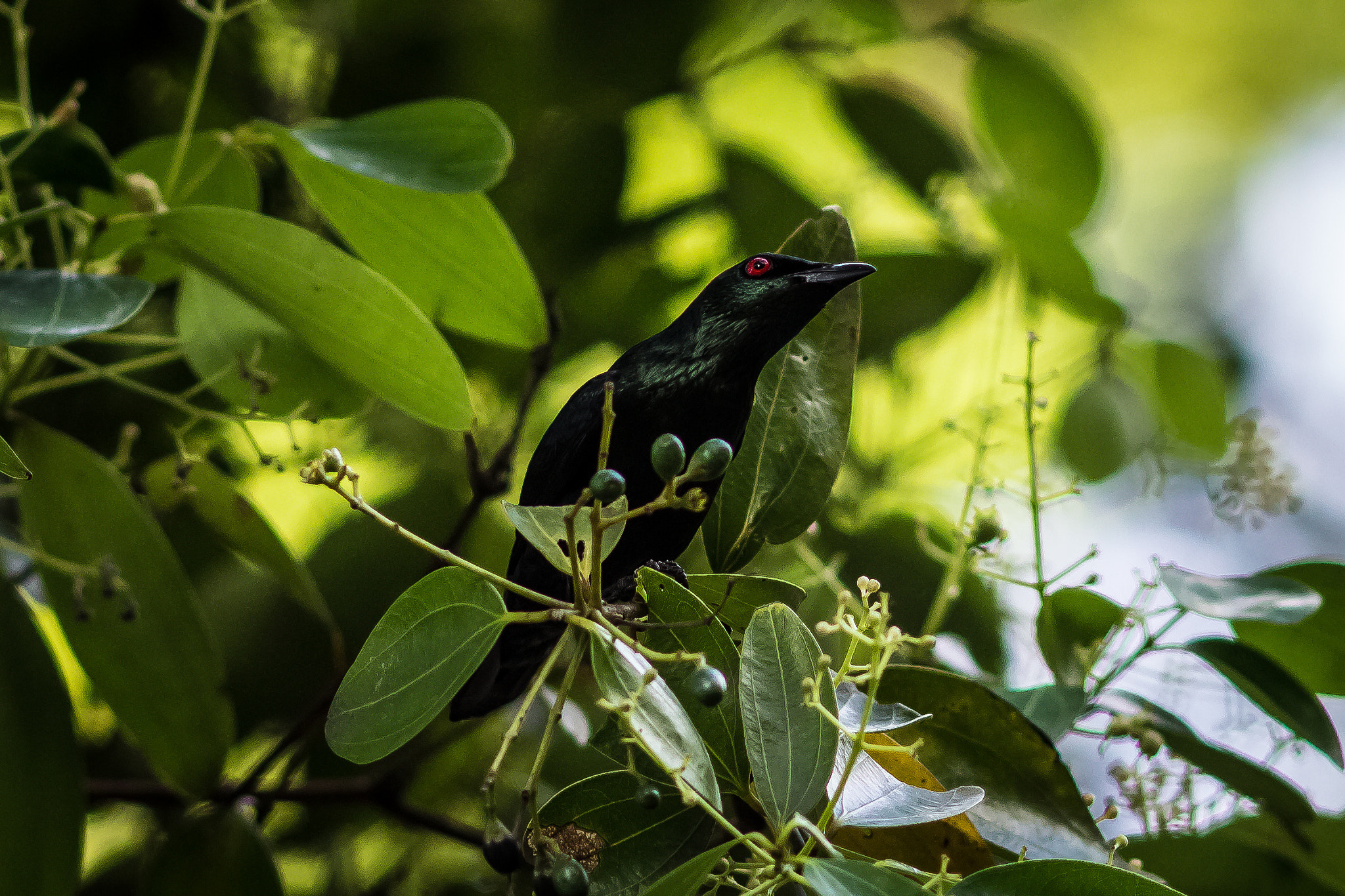 Canon EOS 600D (Rebel EOS T3i / EOS Kiss X5) + Canon EF 200mm f/2.8L sample photo. Asian glossy starling photography