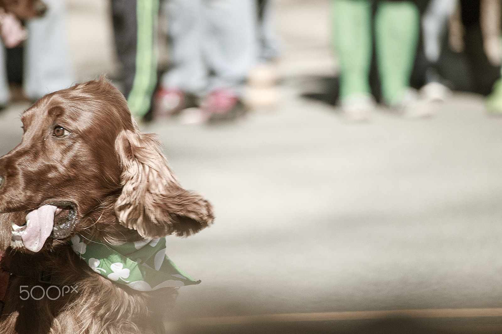 Canon EOS 6D + Canon EF 100-300mm f/5.6 sample photo. Patricks day parade dog photography