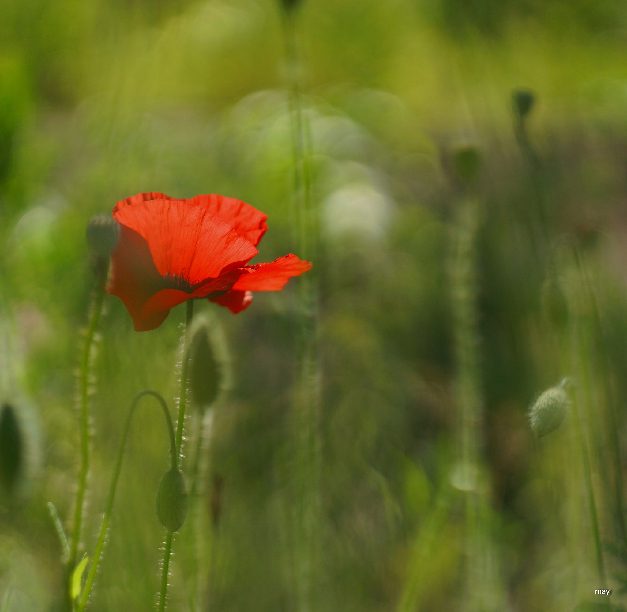 Sony SLT-A65 (SLT-A65V) + Minolta AF 50mm F1.7 sample photo. задумчивый.. photography