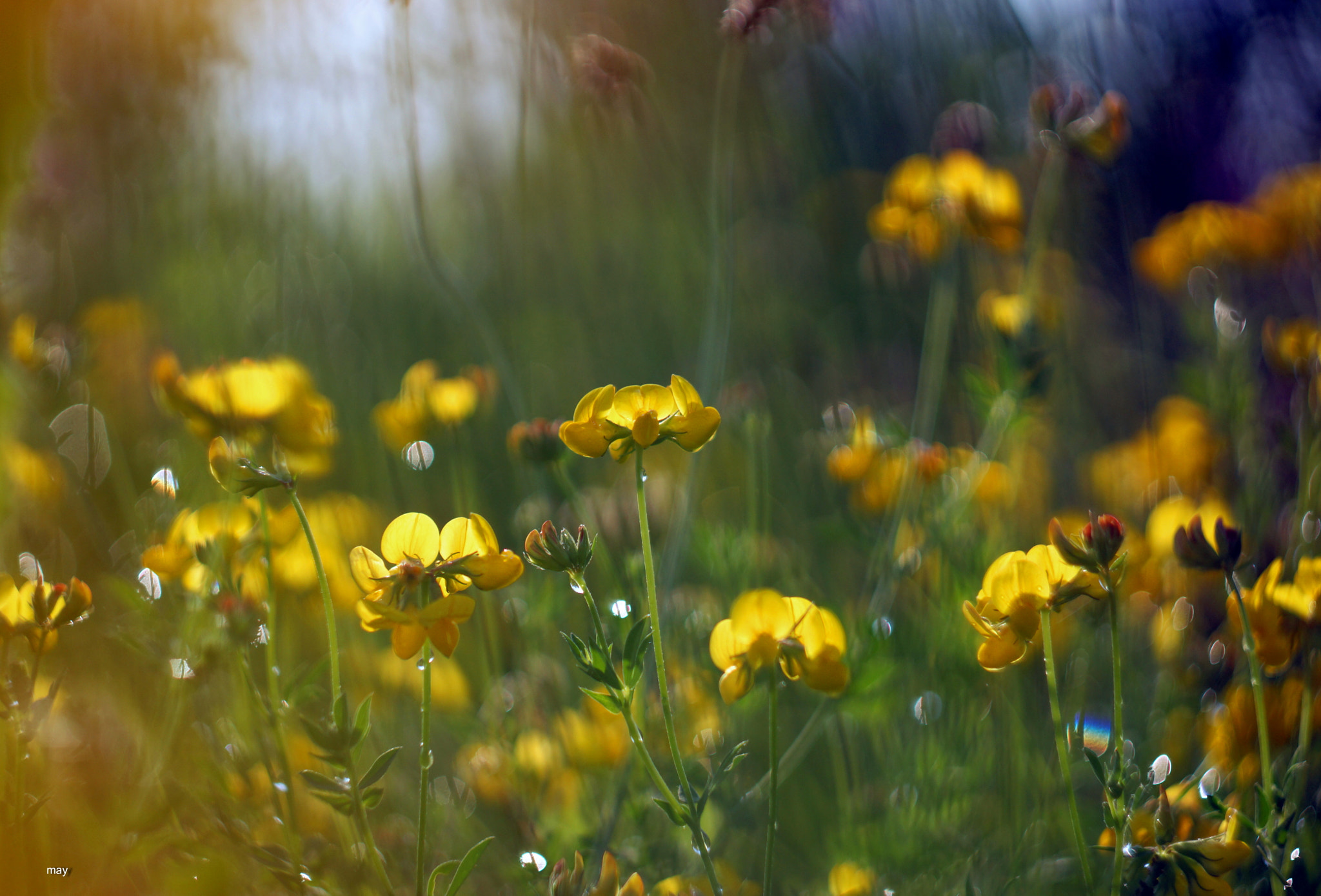 Sony SLT-A65 (SLT-A65V) + Minolta AF 50mm F1.7 sample photo. солнце после дождика ) photography