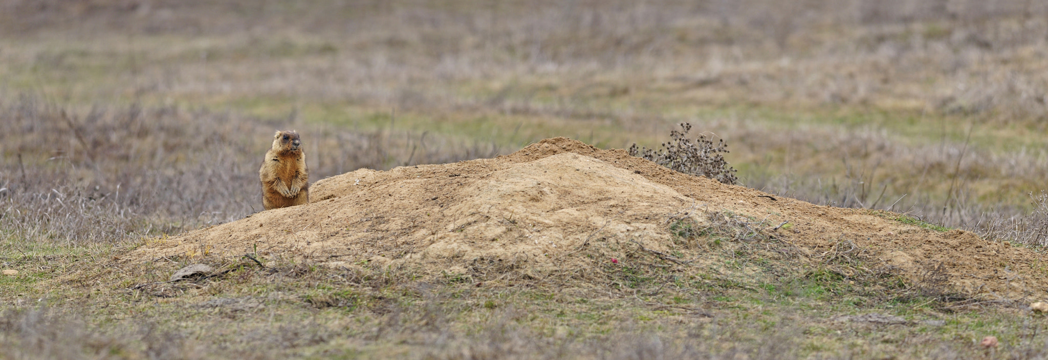 Nikon D300S + Nikon AF-S Nikkor 300mm F4D ED-IF sample photo. Owner of hole photography