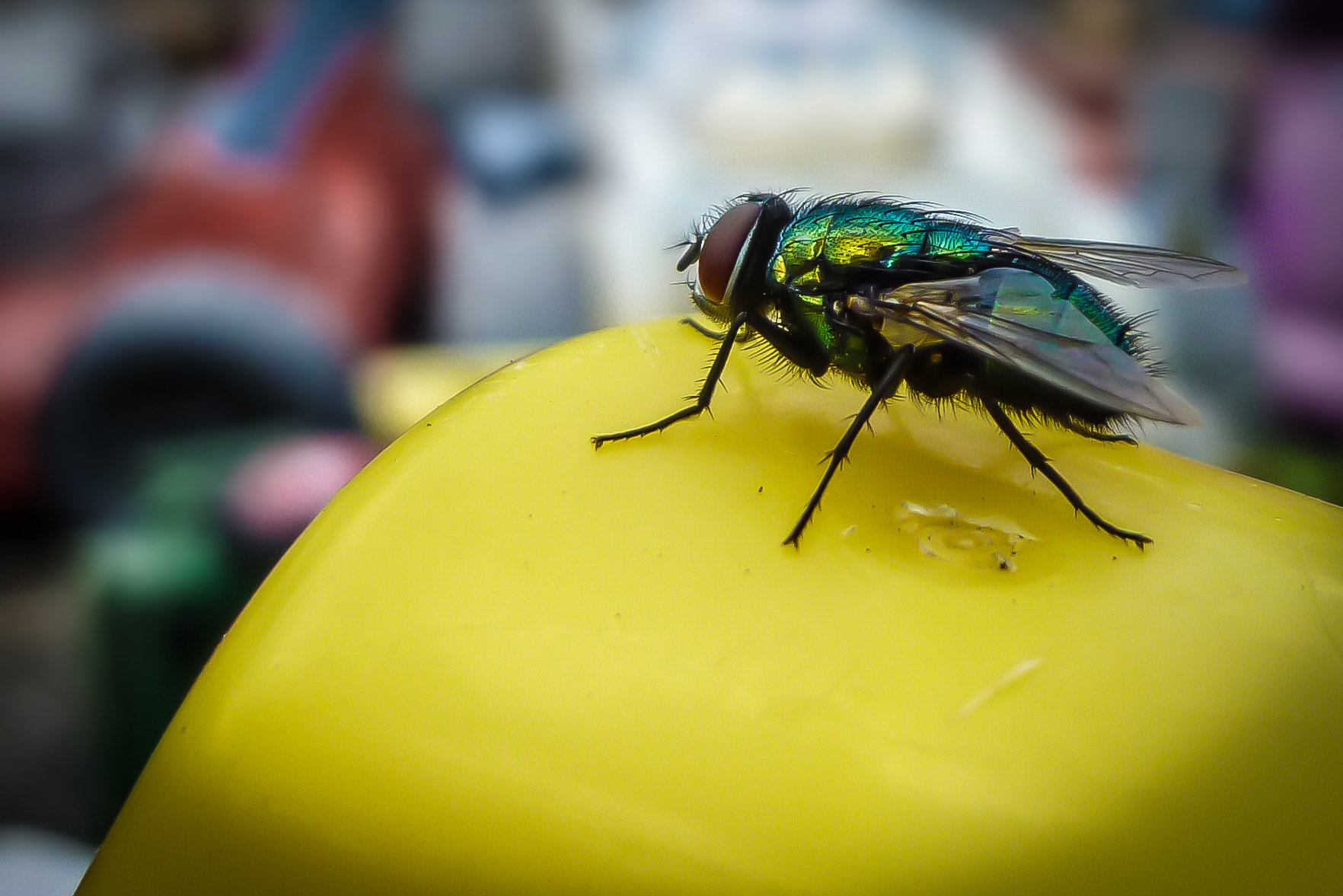 Panasonic DMC-ZR1 sample photo. Fly on toy photography