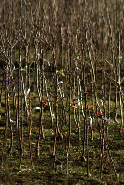 Minolta AF 100-300mm F4.5-5.6 sample photo. Szkółka drzew owocowych i krzewów photography