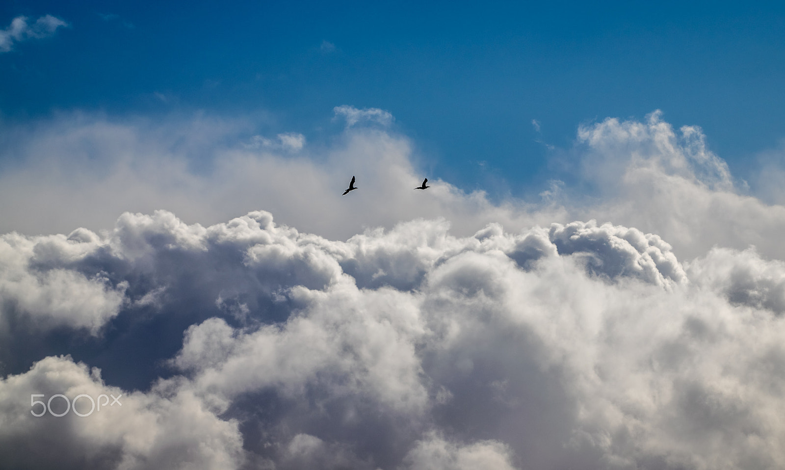 Sigma 50-500mm F4.5-6.3 DG OS HSM sample photo. Up, up and away photography