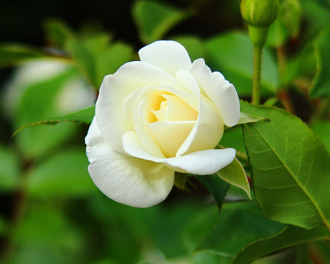 Canon EF 35-135mm f/4-5.6 USM sample photo. Magestic white photography