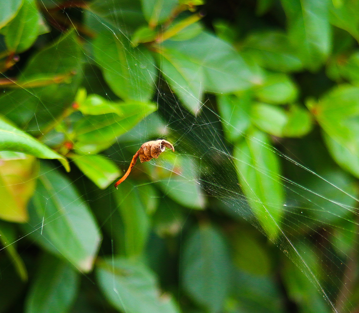Canon EF 35-135mm f/4-5.6 USM sample photo. Leafy web photography