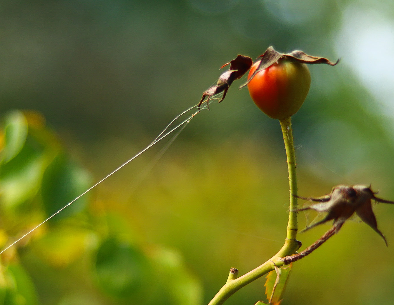 Canon EOS 70D + Canon EF 35-135mm f/4-5.6 USM sample photo. Rose hip photography