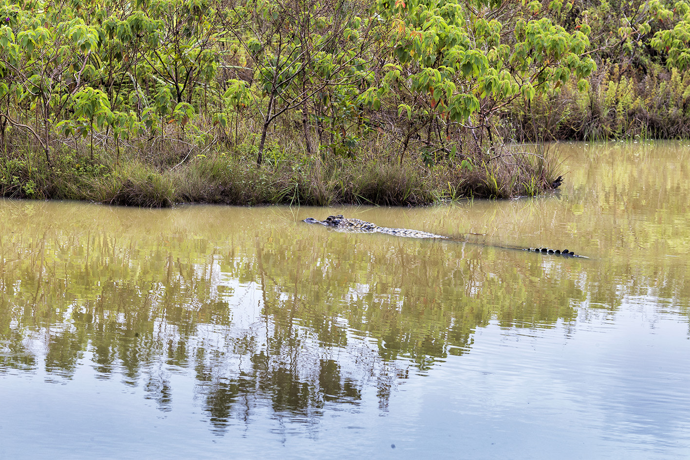 Canon EF 135mm F2L USM sample photo. Caiman noir photography