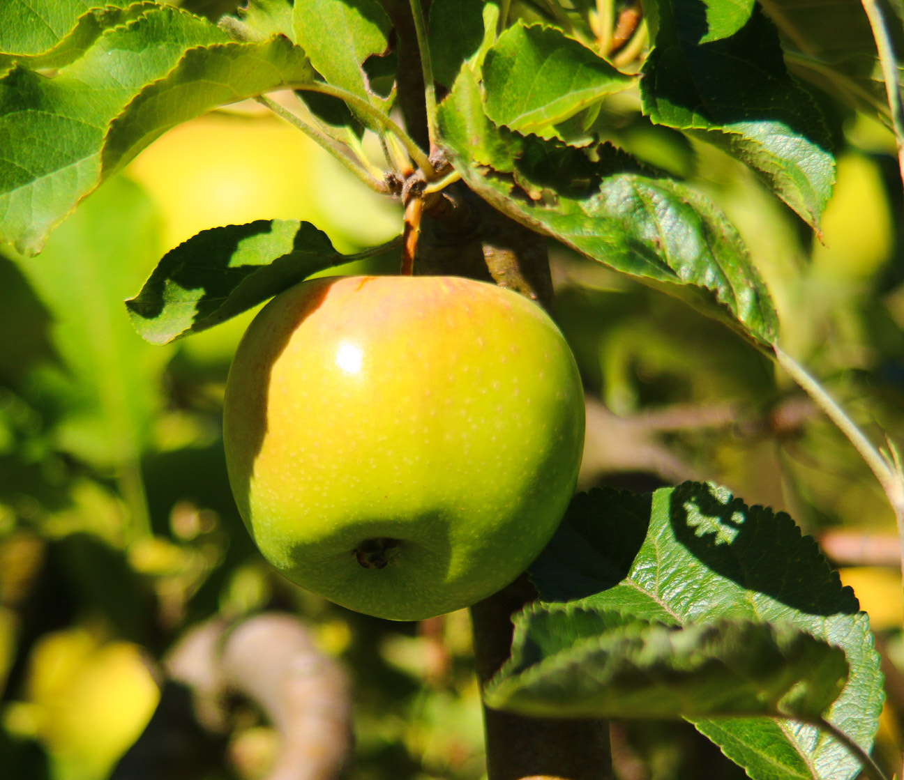 Canon EF 35-135mm f/4-5.6 USM sample photo. Crisp apple photography