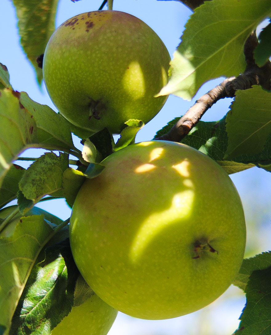Canon EF 35-135mm f/4-5.6 USM sample photo. Apple pair photography