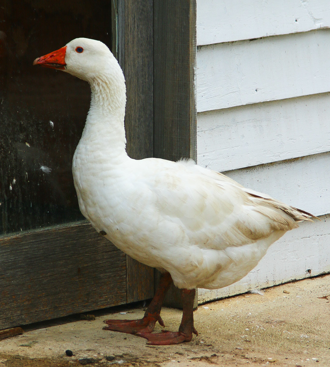 Canon EF 35-135mm f/4-5.6 USM sample photo. Mother goose photography