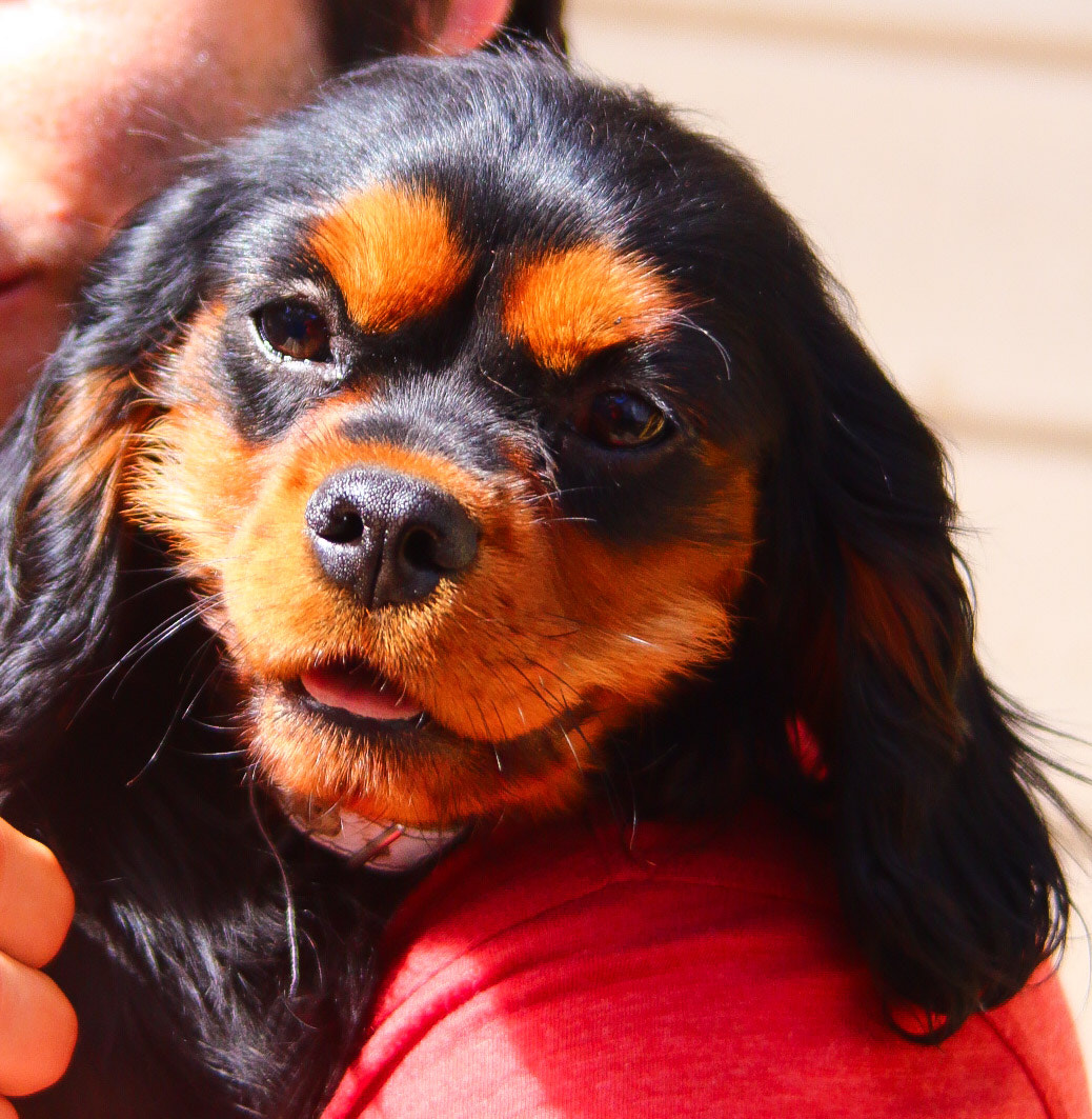 Canon EF 35-135mm f/4-5.6 USM sample photo. King charles photography