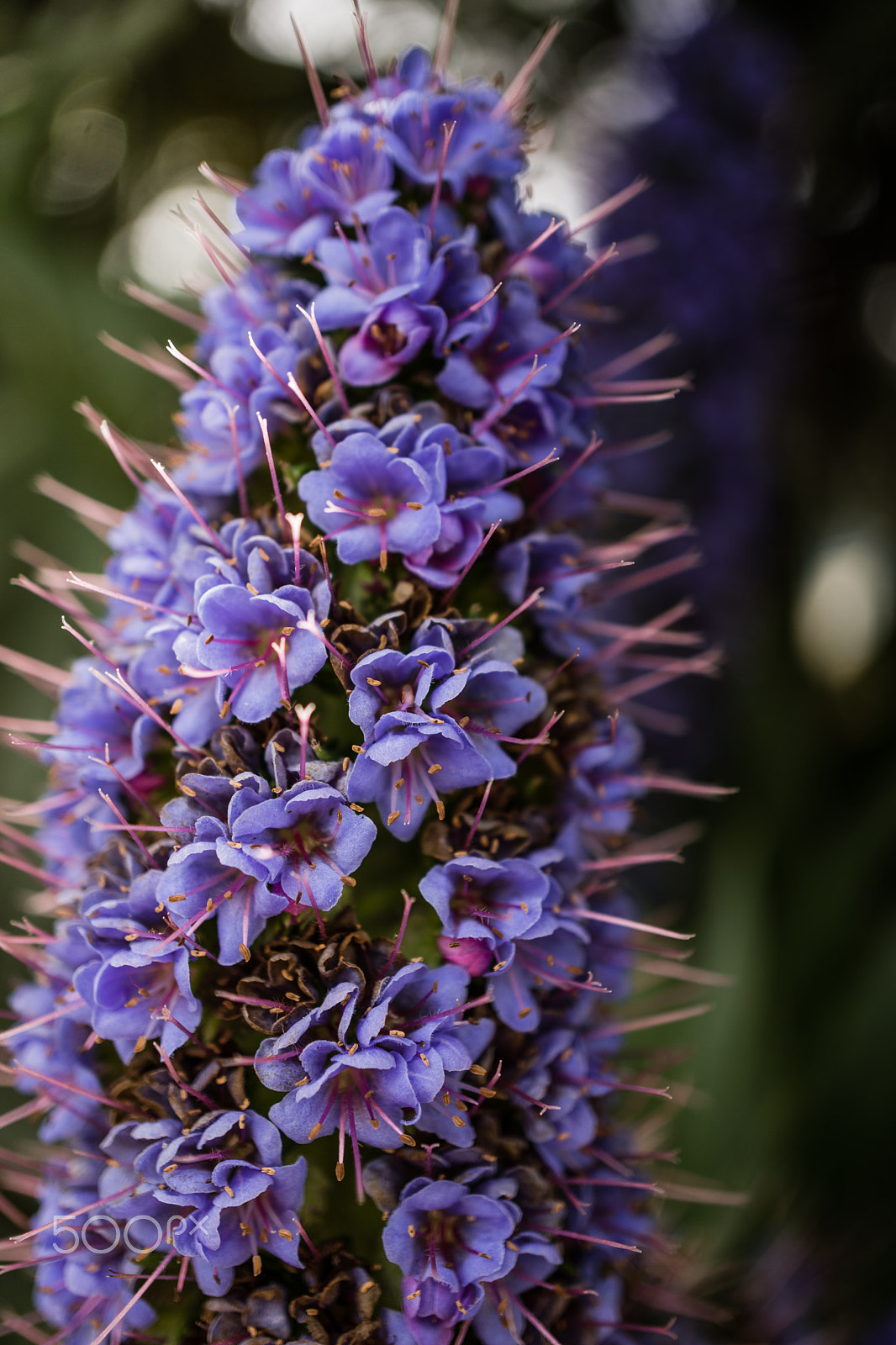 Sony Alpha NEX-7 + Sony E 30mm F3.5 Macro sample photo. Natural beauty photography