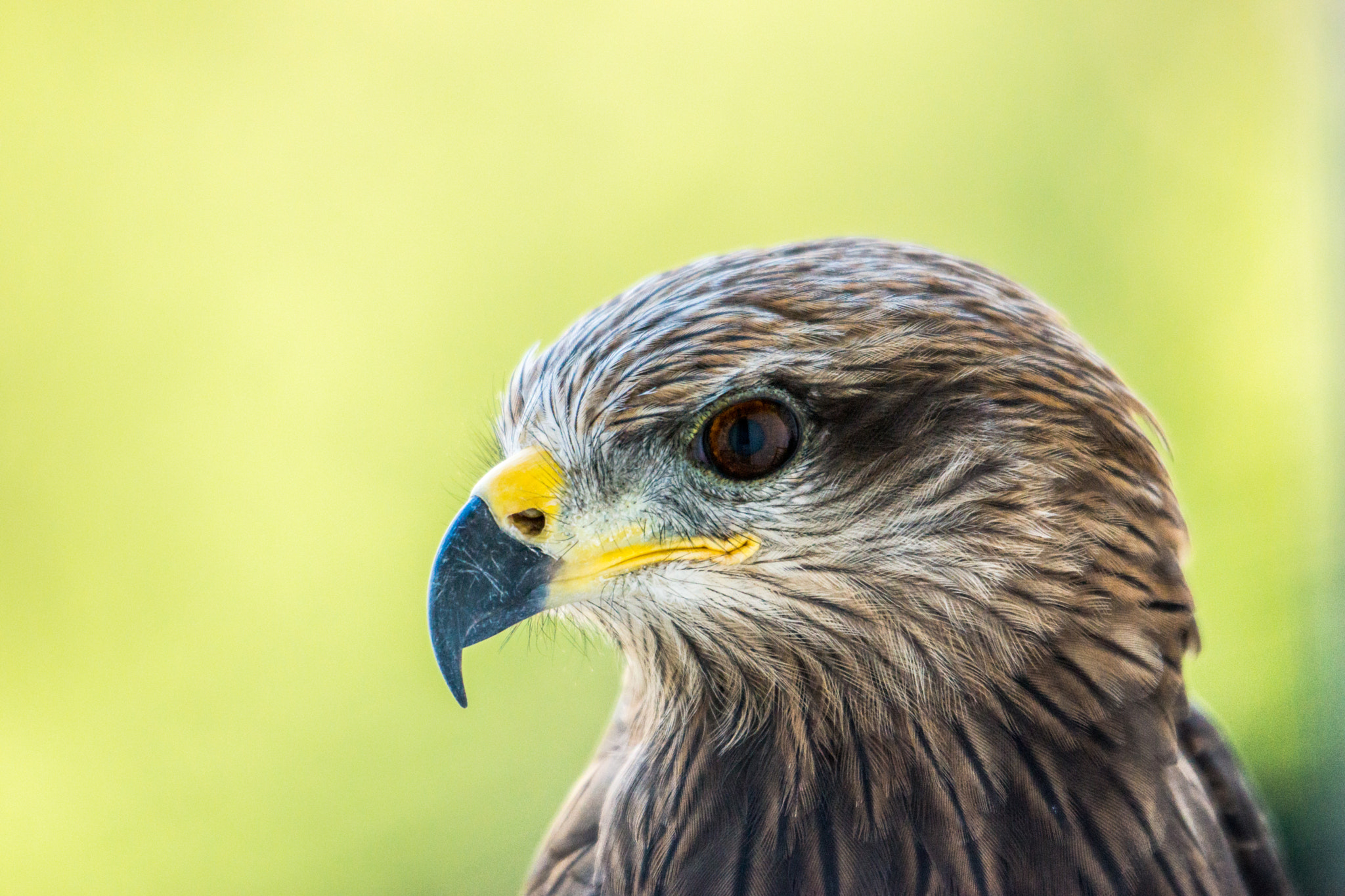 Sigma 150-500mm F5-6.3 DG OS HSM sample photo. Shikra photography