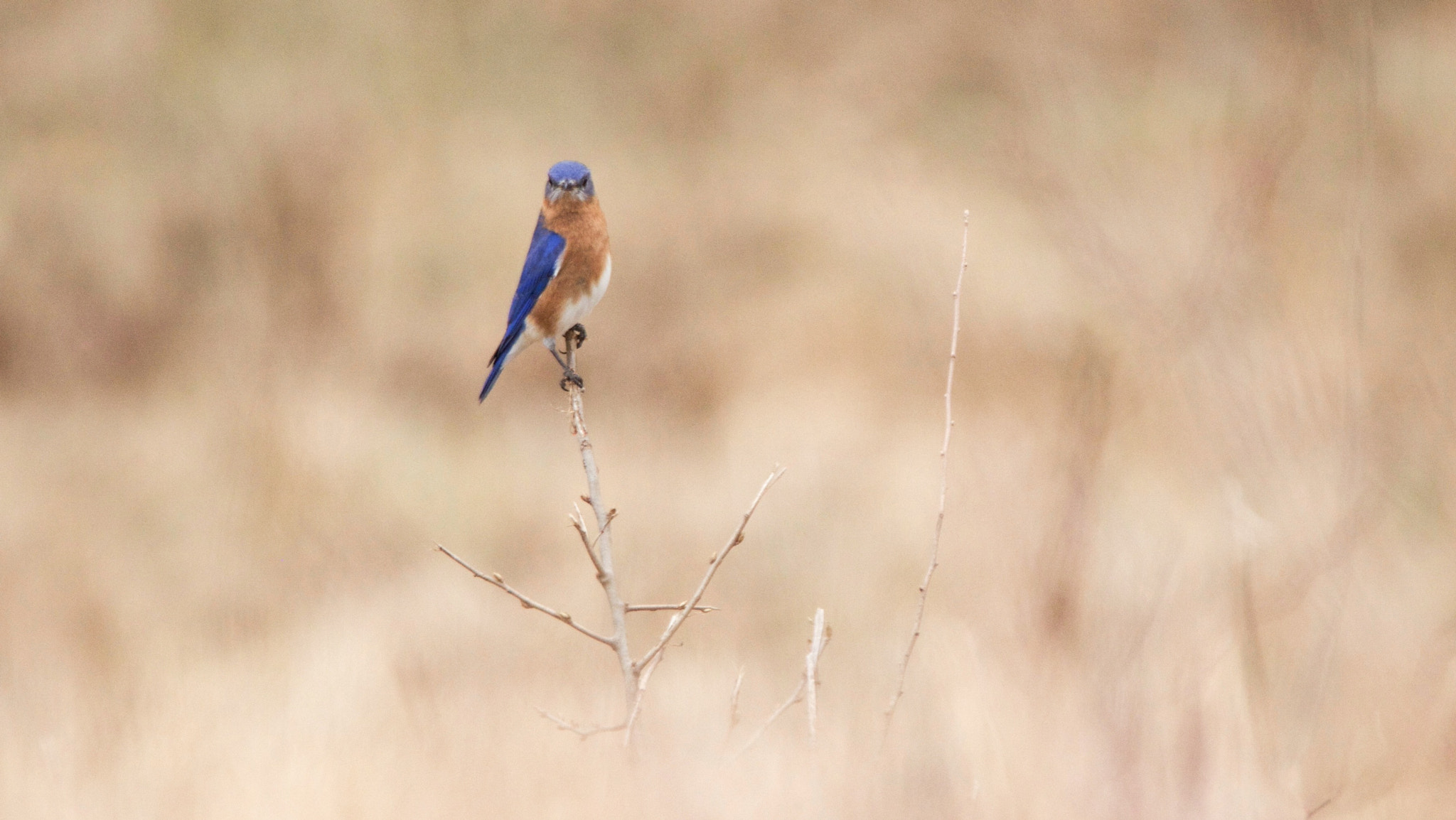 Canon EOS 100D (EOS Rebel SL1 / EOS Kiss X7) sample photo. Bluebird photography