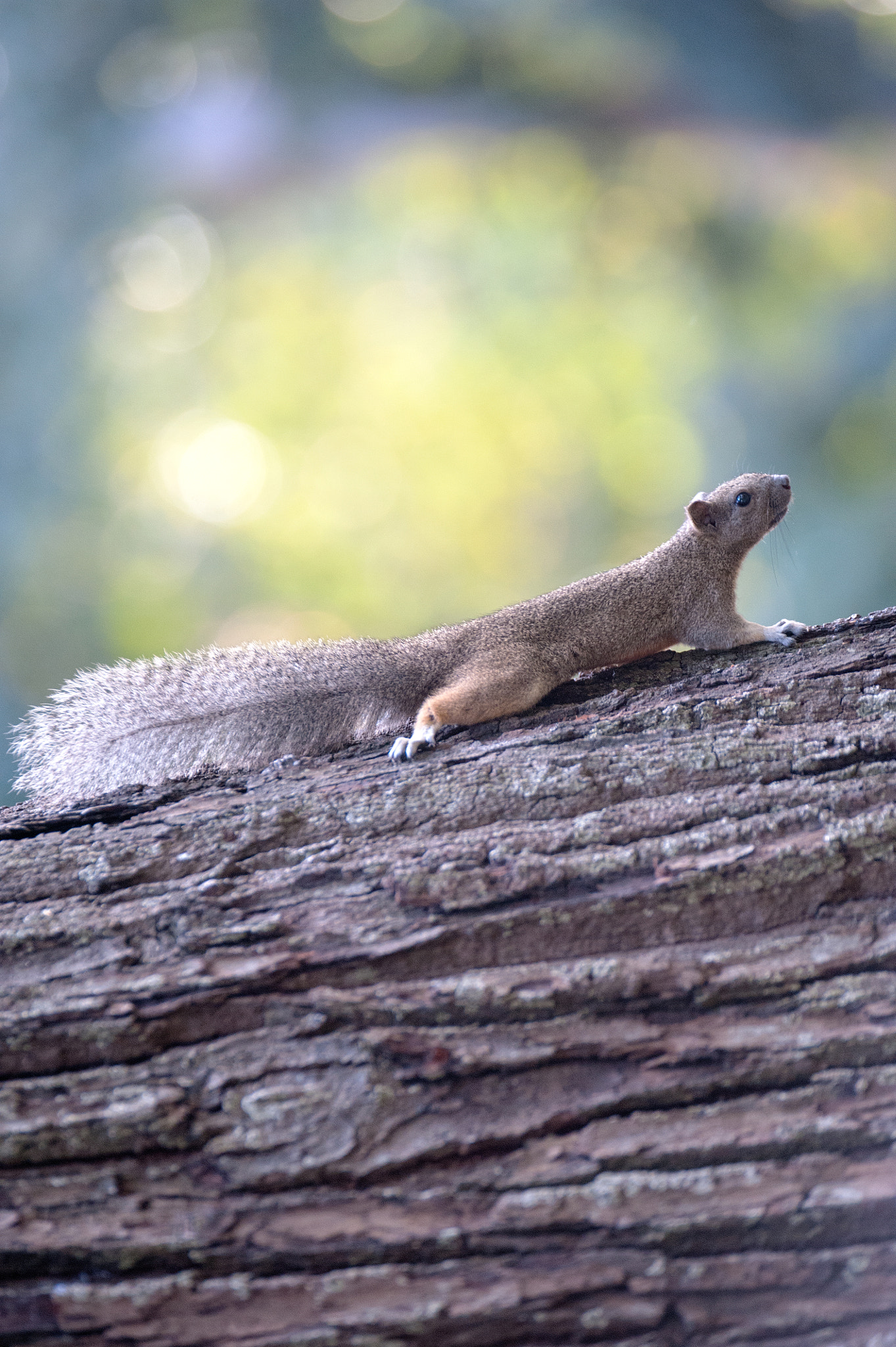 Sigma 120-300mm F2.8 EX DG HSM sample photo
