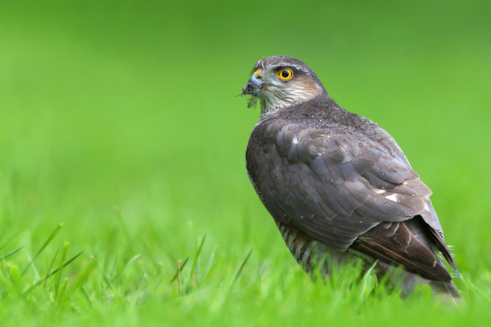 Canon EF 500mm F4L IS USM sample photo. Eurasian sparrowhawk iii photography