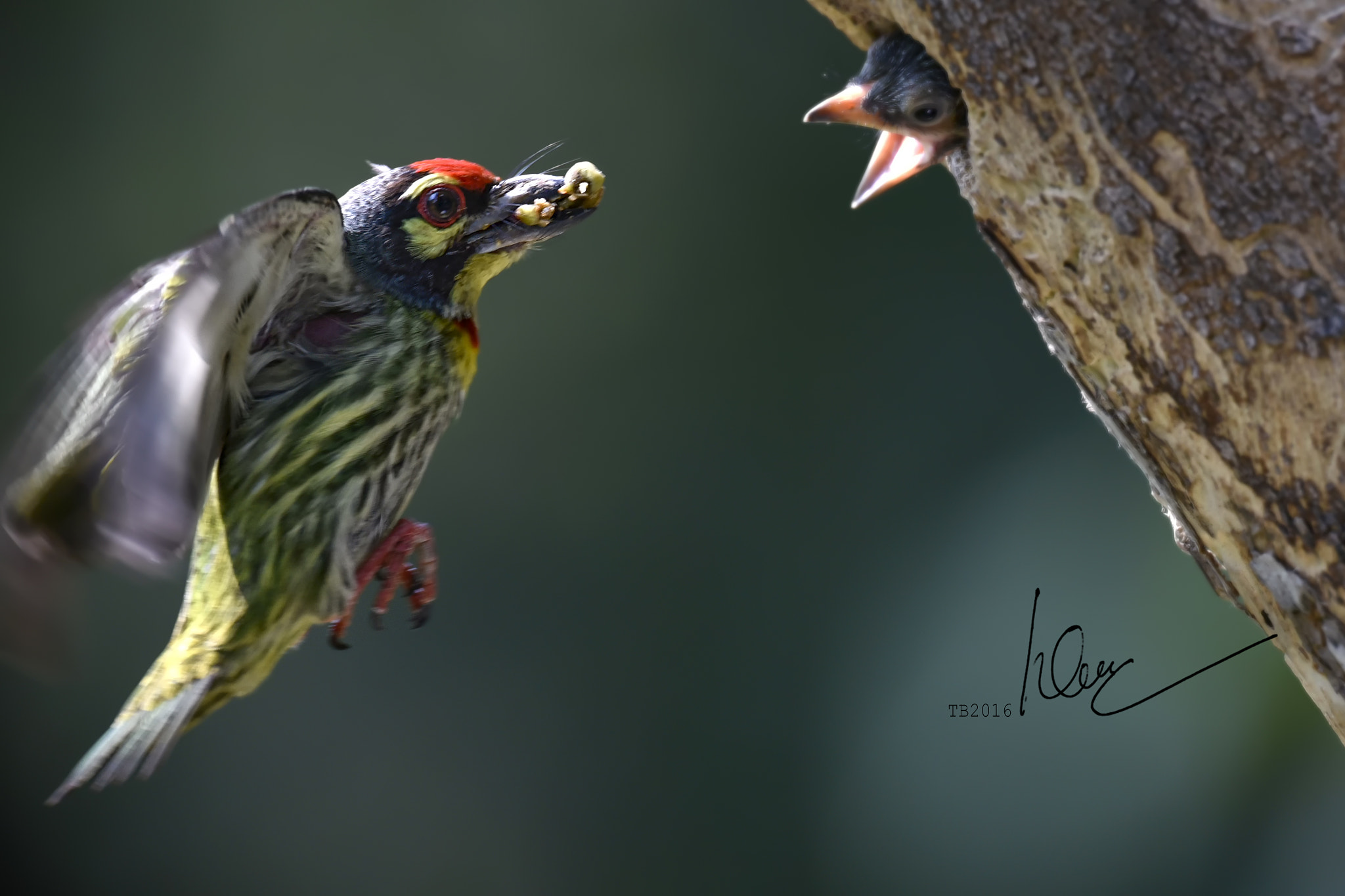 Nikon AF-S Nikkor 600mm F4D ED-IF II sample photo