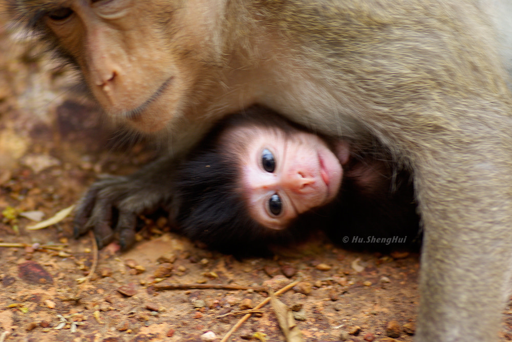 Pentax K10D + Tamron SP AF 90mm F2.8 Di Macro sample photo. Monkey 猴子 photography