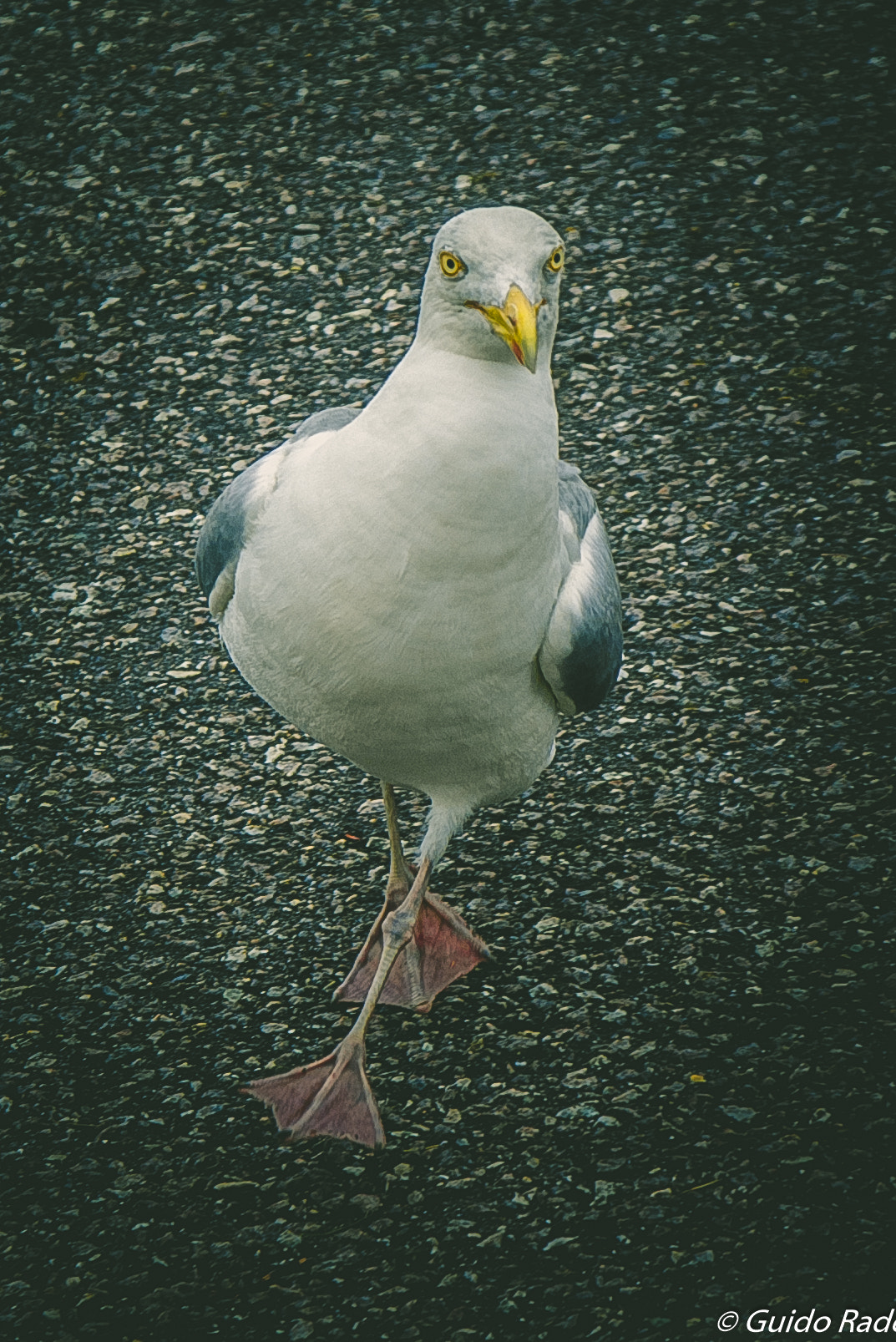 Pentax K100D + Tamron AF 28-300mm F3.5-6.3 XR Di LD Aspherical (IF) Macro sample photo. Run run running photography