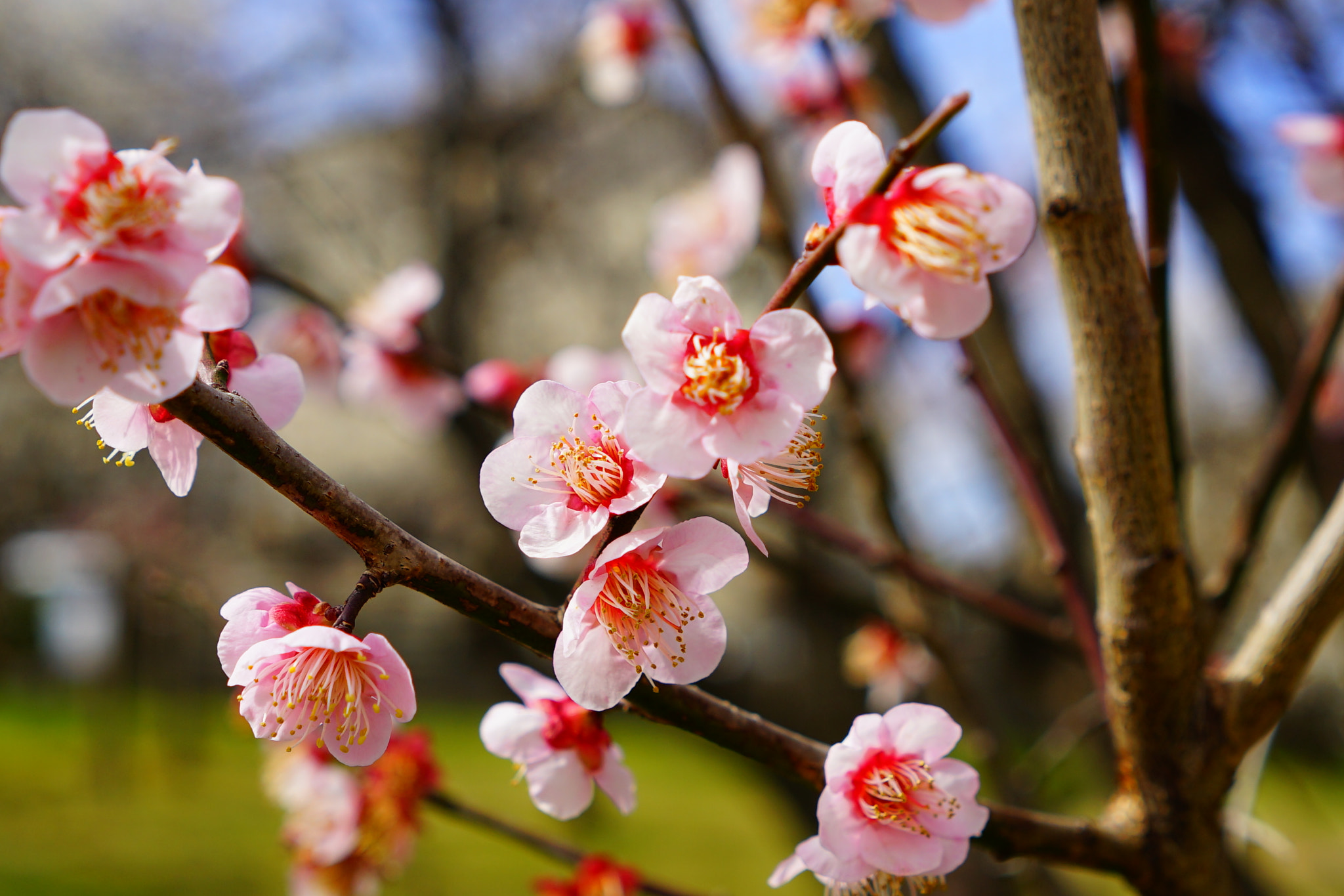 Sony a7 II + Sony FE 28mm F2 sample photo. Plum blossom photography