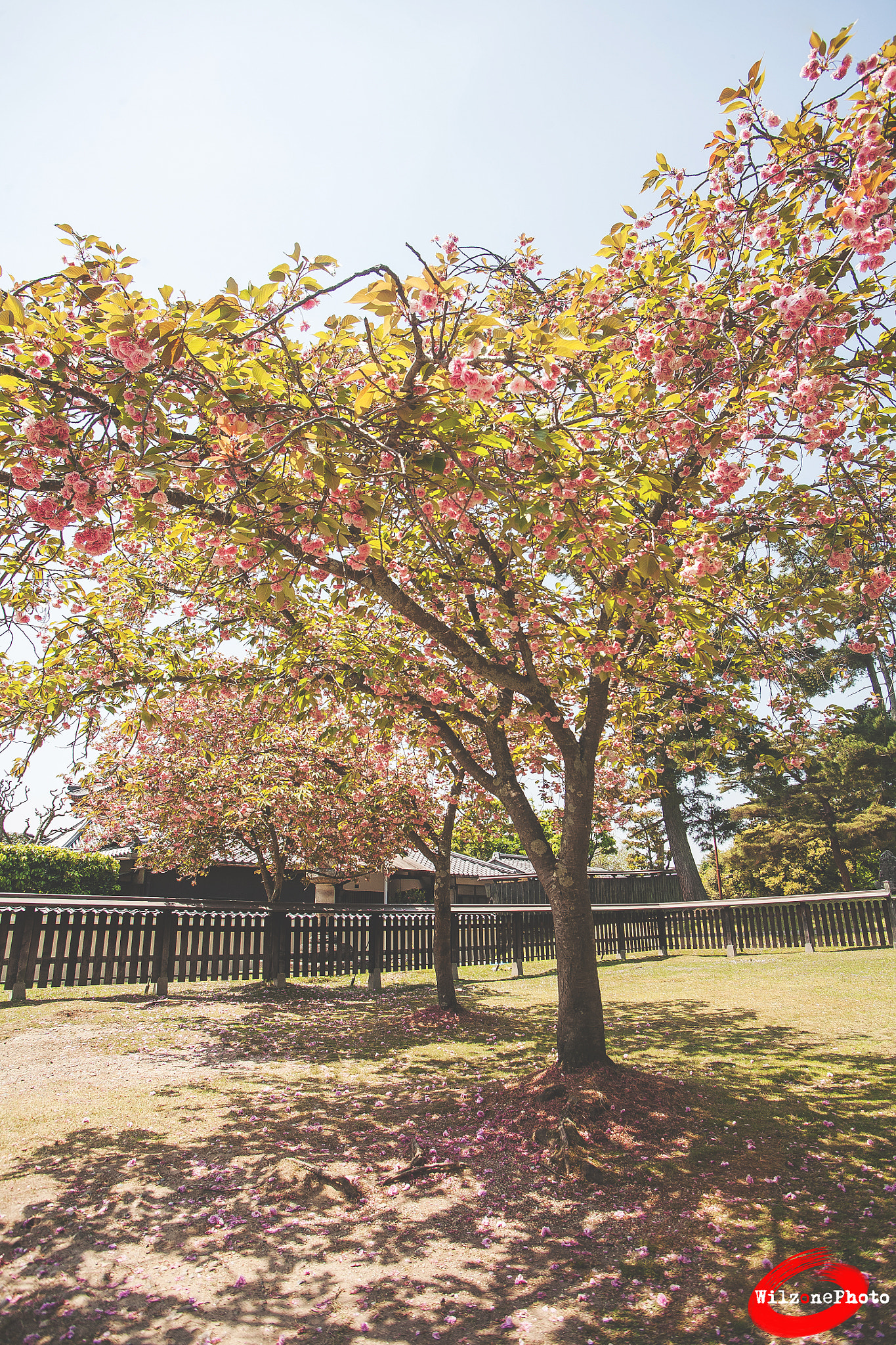 Tamron AF 19-35mm f/3.5-4.5 sample photo. Nara soft 44 photography