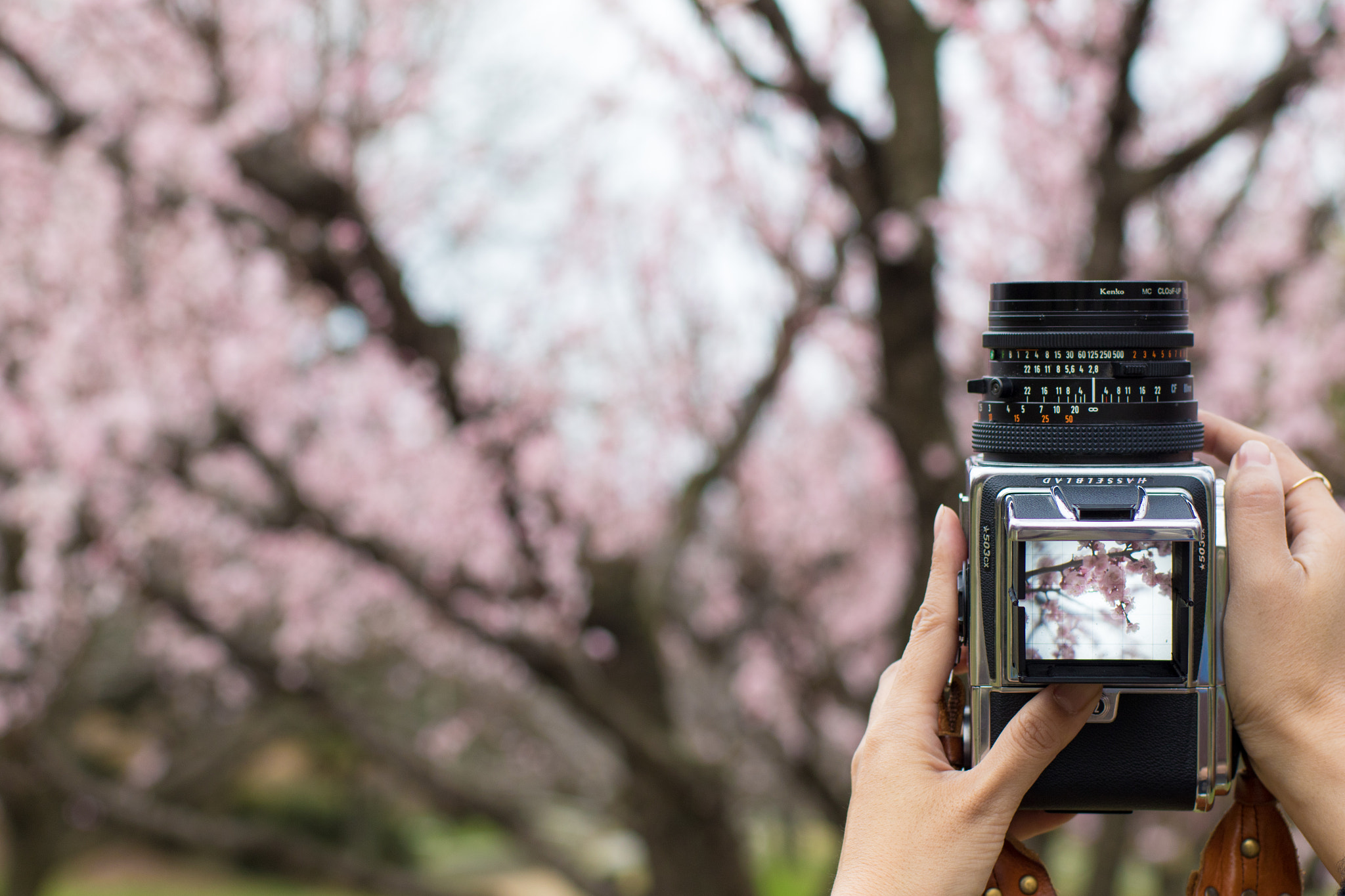ZEISS Planar T* 50mm F1.4 sample photo. Hasselblad photography