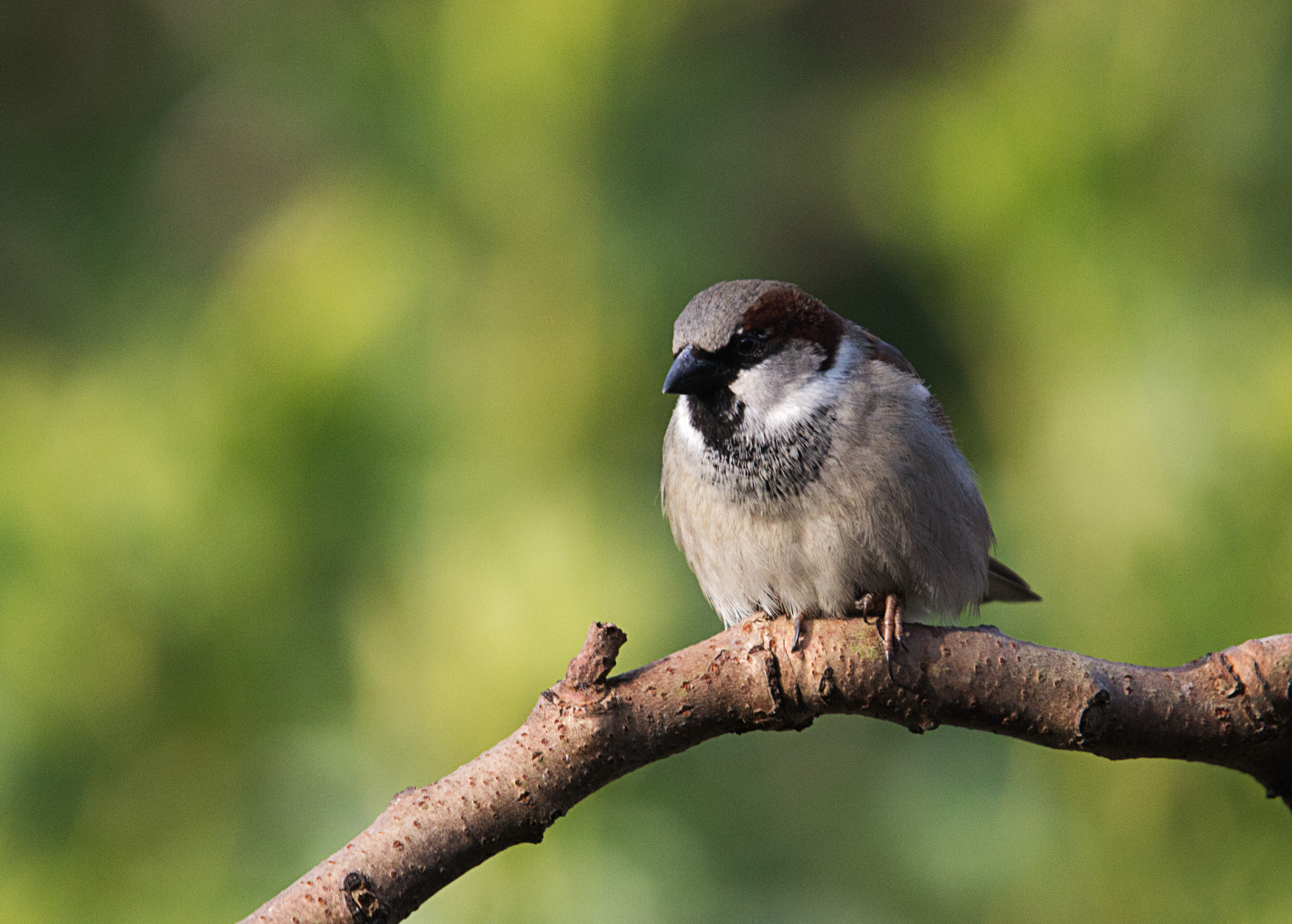 Sigma 50-500mm f/4-6.3 APO HSM EX sample photo. House sparrow photography