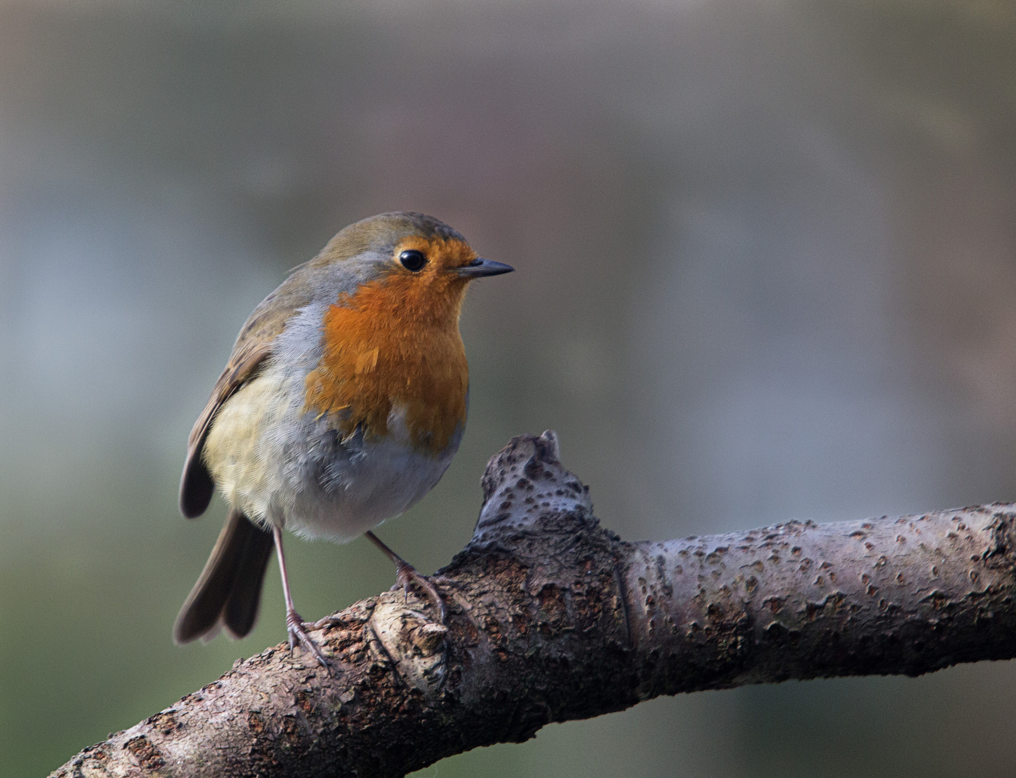 Sigma 50-500mm f/4-6.3 APO HSM EX sample photo. Robin photography