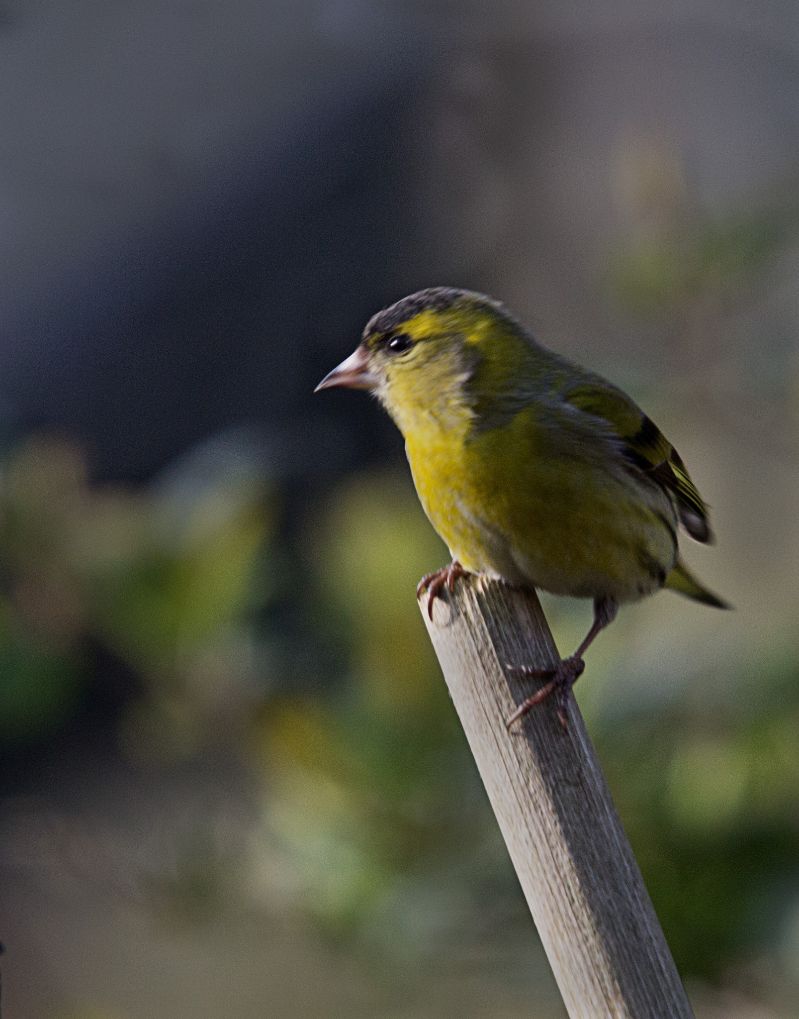 Sigma 50-500mm f/4-6.3 APO HSM EX sample photo. Siskin photography