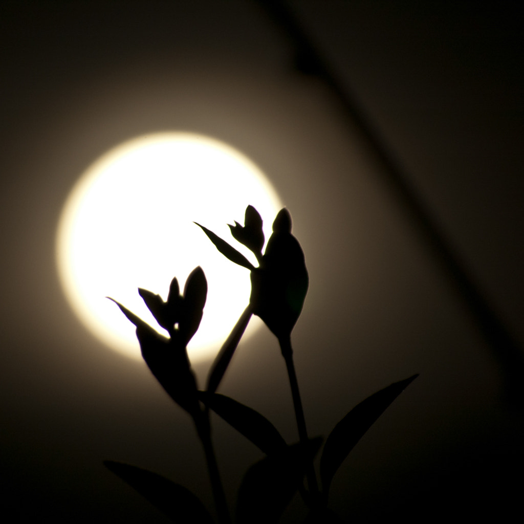 Nikon D70 sample photo. Lunaticos photography
