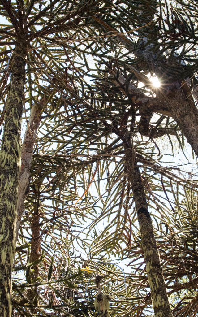 AF Zoom-Nikkor 35-80mm f/4-5.6D sample photo. Araucaria i photography