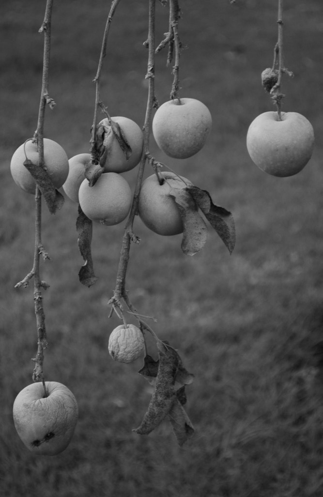 Nikon D70 sample photo. Apple string photography