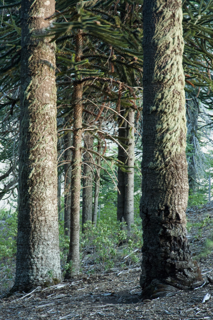 Nikon D70 sample photo. Araucaria ii photography