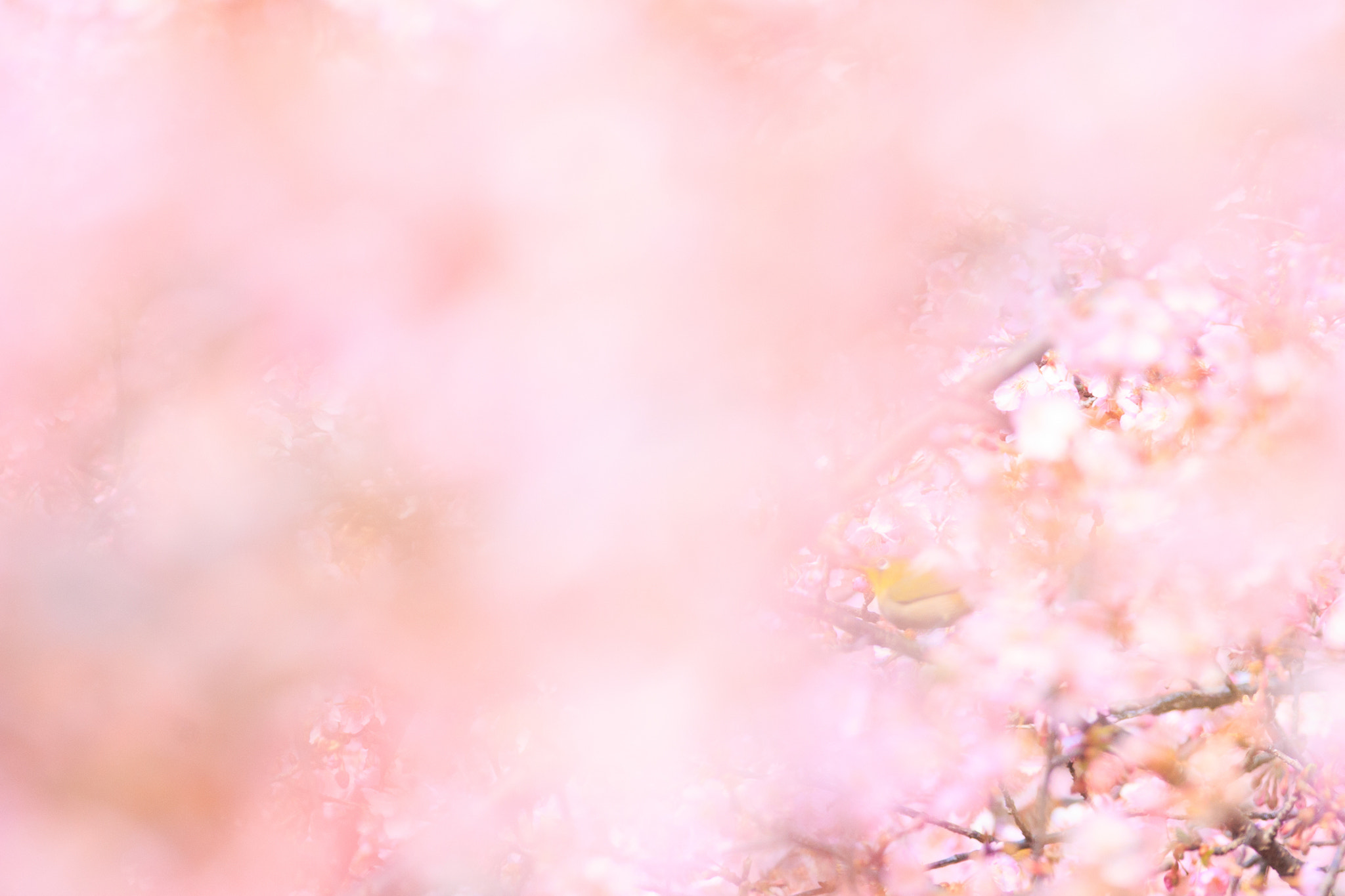 Tamron SP AF 180mm F3.5 Di LD (IF) Macro sample photo. Spring colors photography