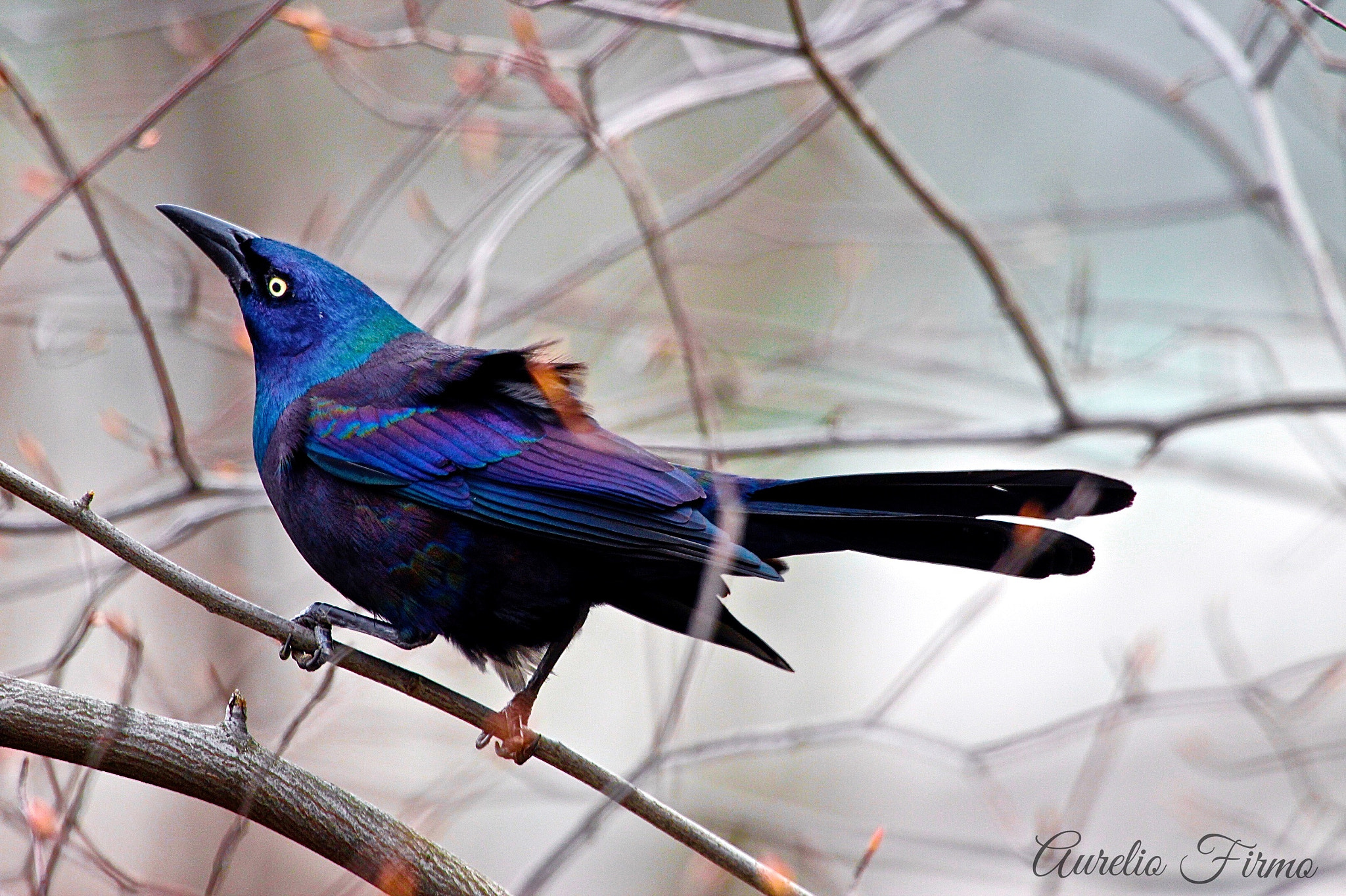 Canon EF 100-400mm F4.5-5.6L IS USM sample photo. Common grackle bird in central park newyork photography