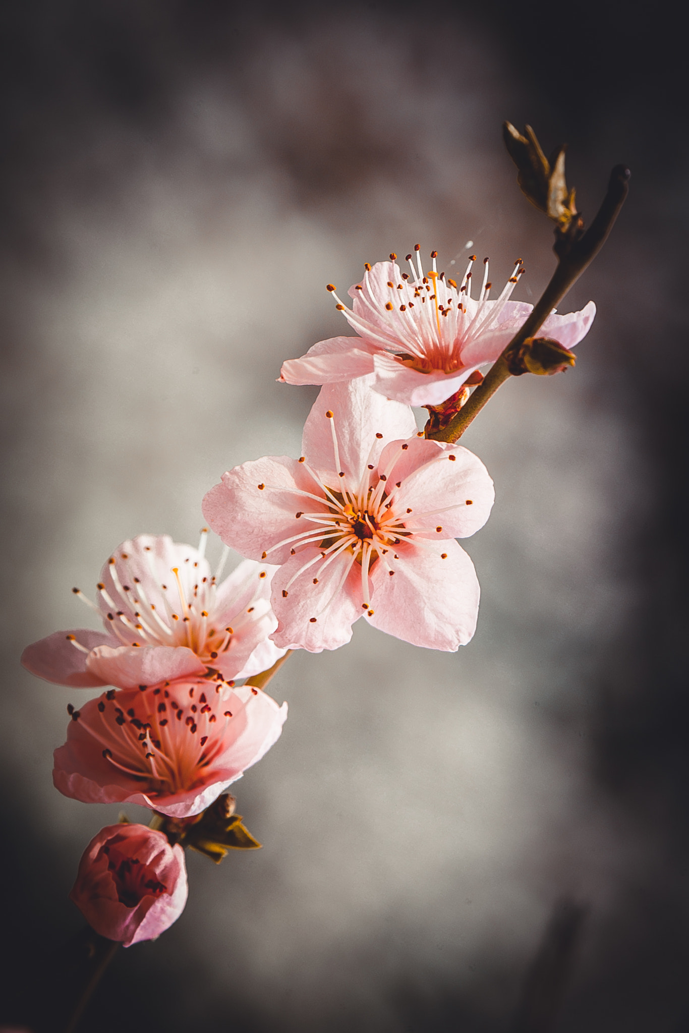 Canon EOS-1Ds Mark III sample photo. Spring fragrance photography