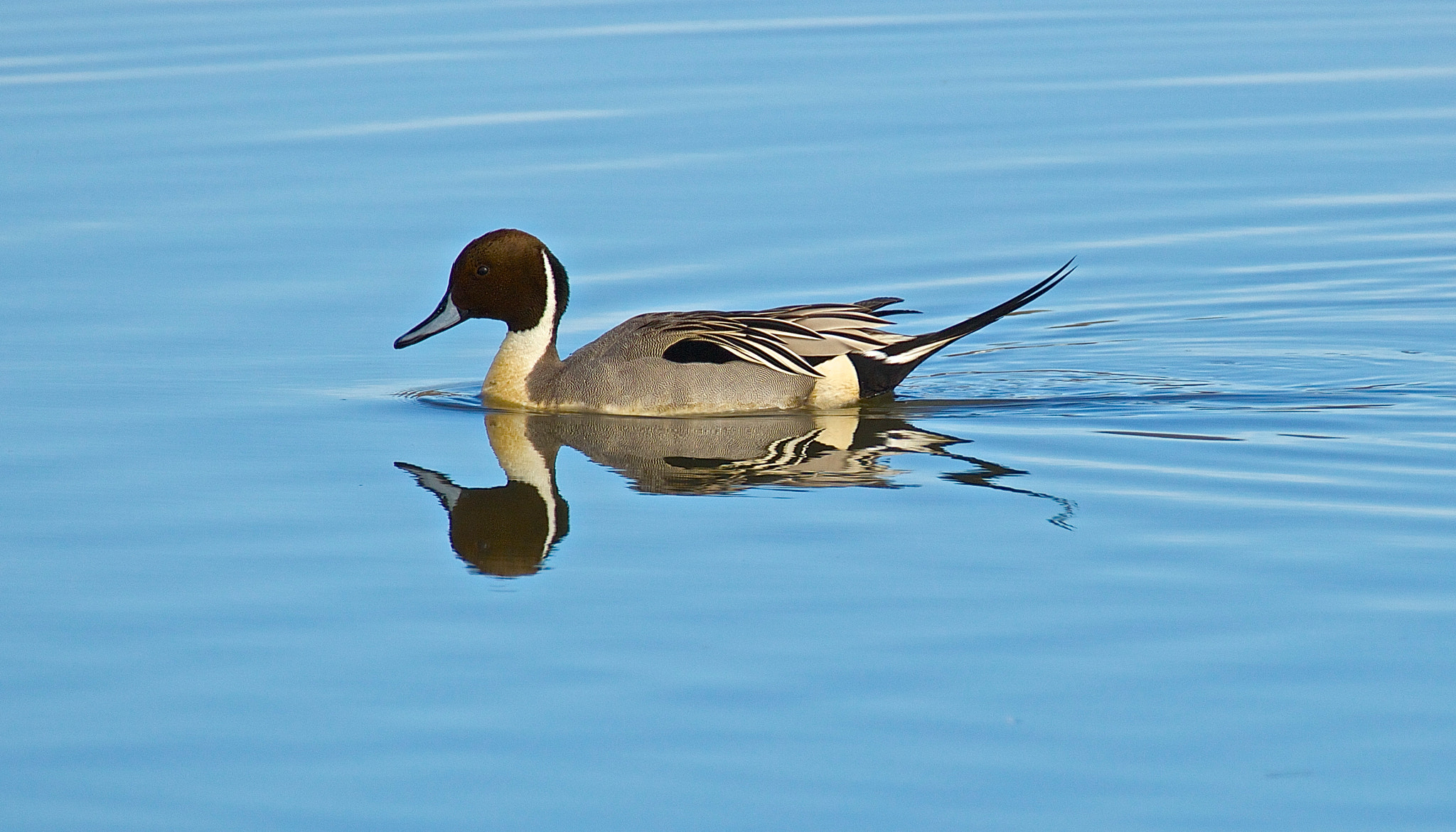 Canon EOS 700D (EOS Rebel T5i / EOS Kiss X7i) + Tamron SP 150-600mm F5-6.3 Di VC USD sample photo. Male northern pintail photography