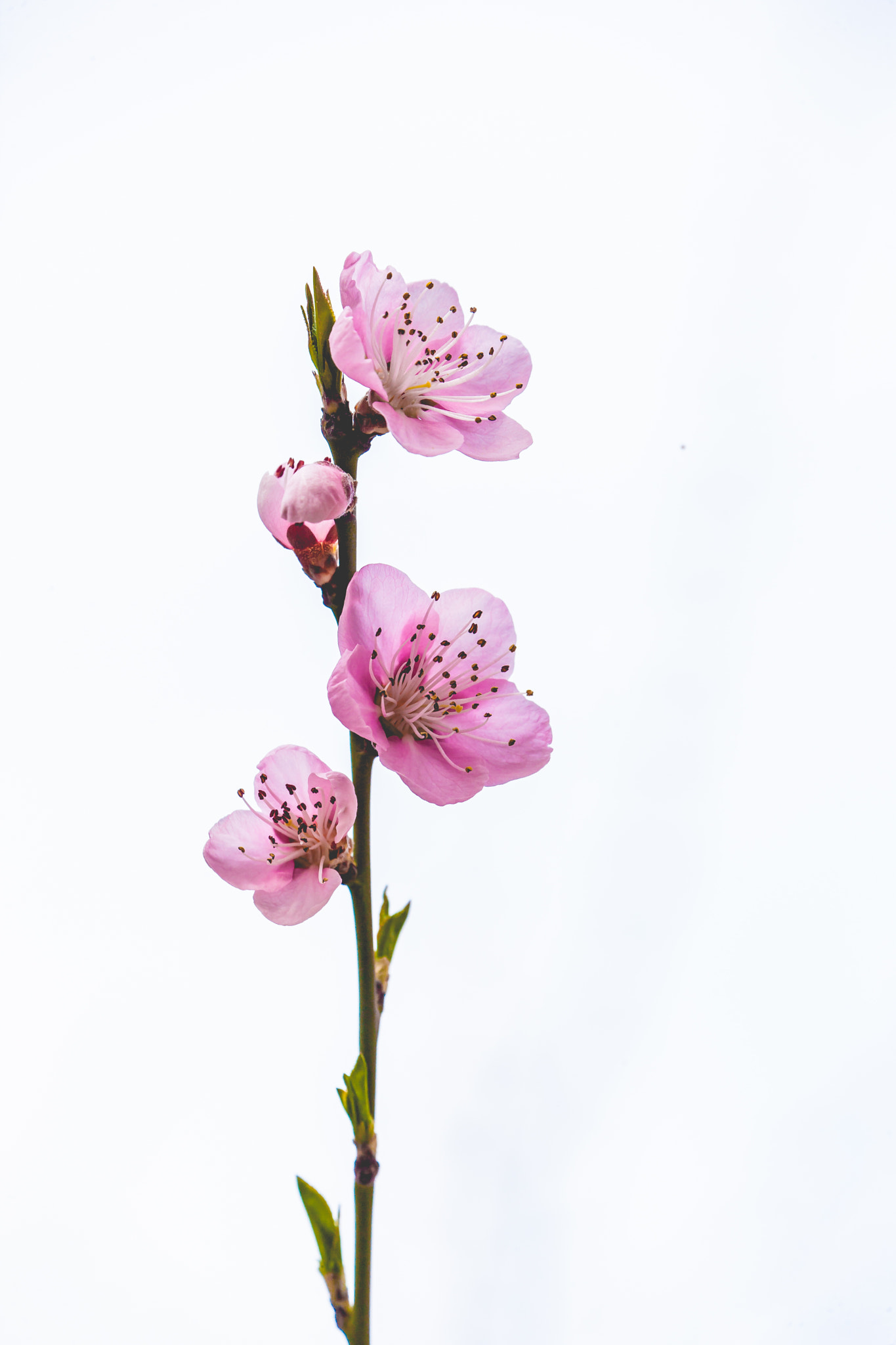 Canon EOS-1Ds Mark III sample photo. Soon, spring will come photography