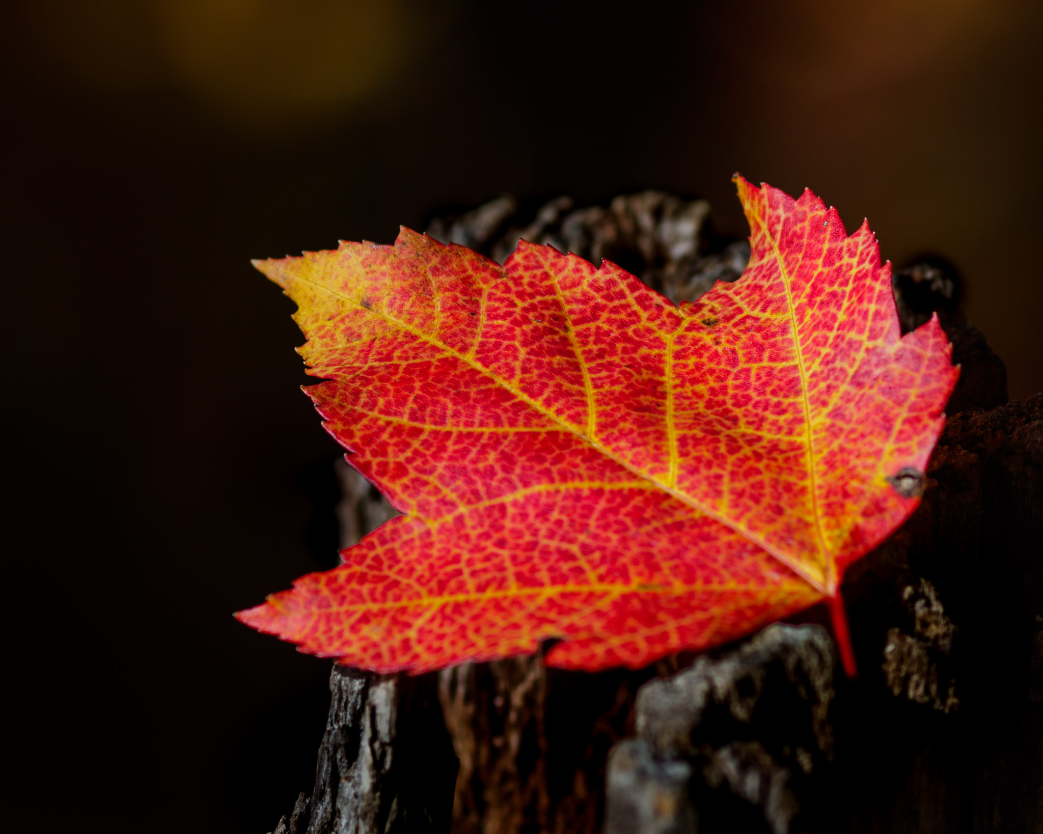 Canon EOS 7D Mark II + Canon EF 135mm F2L USM sample photo. Fall colors photography