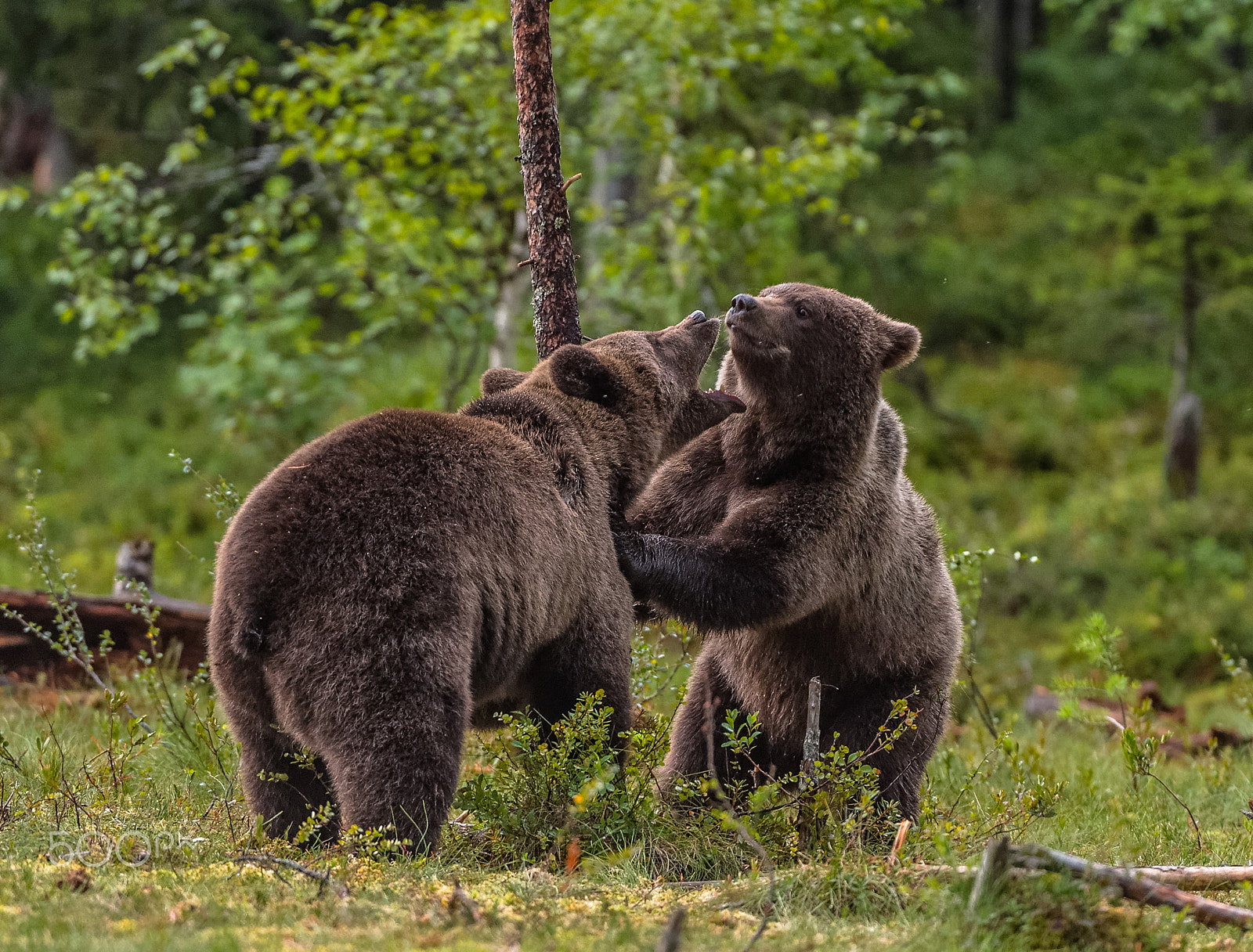 Nikon AF-S Nikkor 200-400mm F4G ED-IF VR sample photo. Sparring brown bears photography