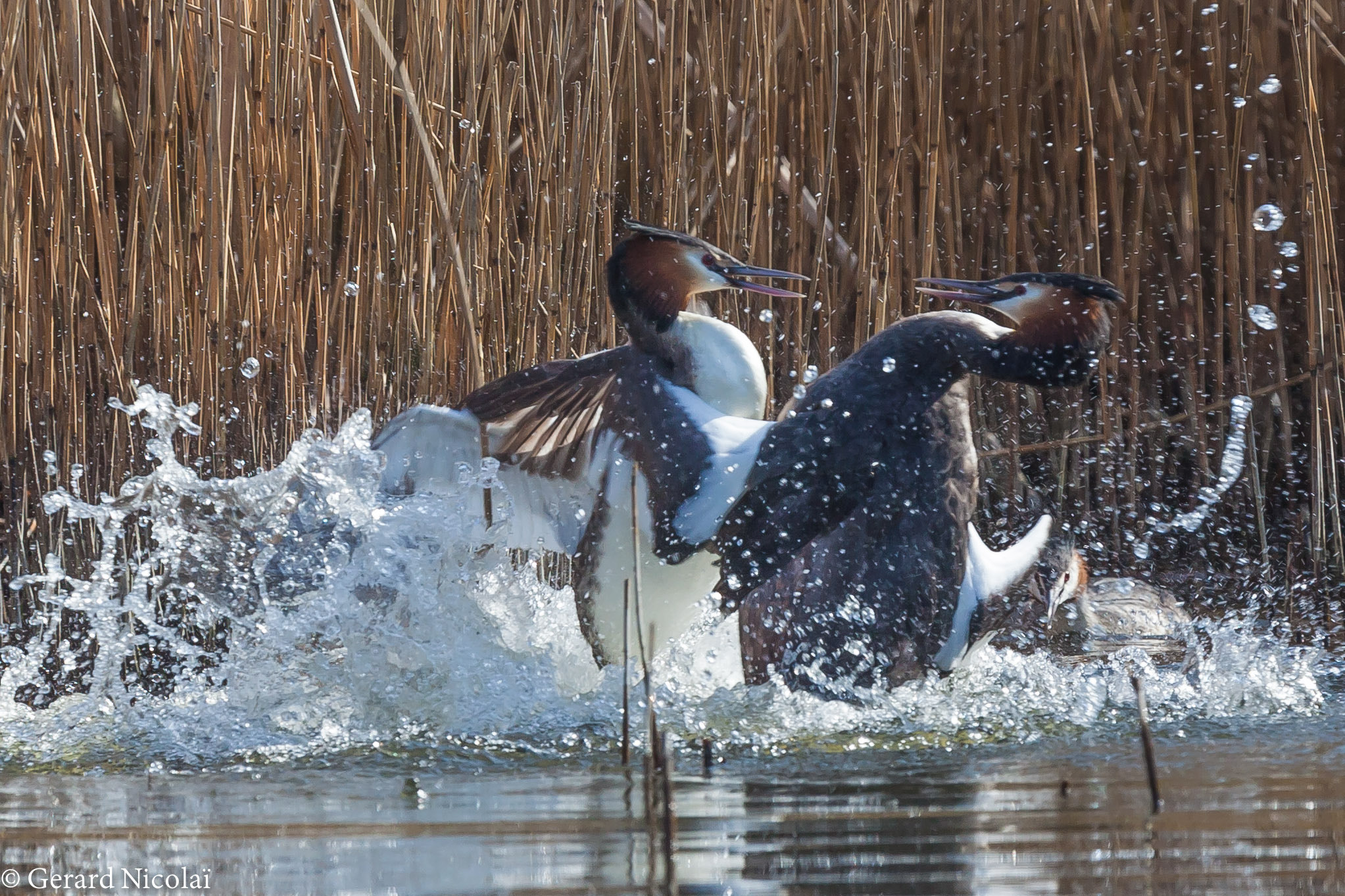 Canon EF 300mm F2.8L IS USM sample photo. Fighting male crebe's with watching female photography