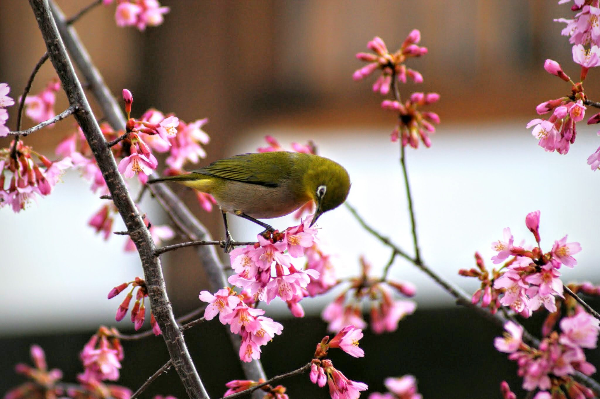 Sony 75-300mm F4.5-5.6 sample photo. Delicious sakura photography