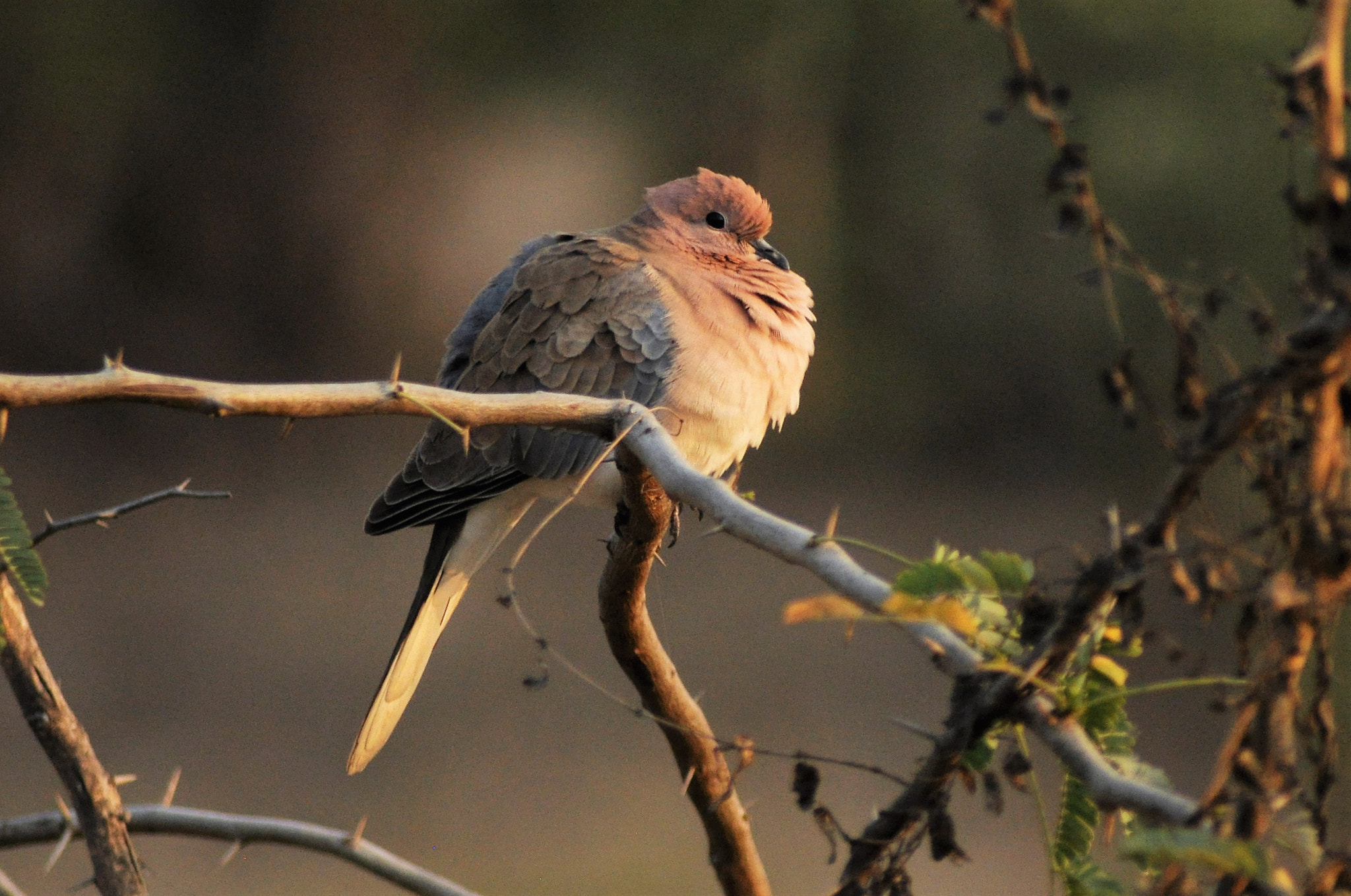 AF Zoom-Nikkor 70-300mm f/4-5.6D ED sample photo. Laughing dove photography
