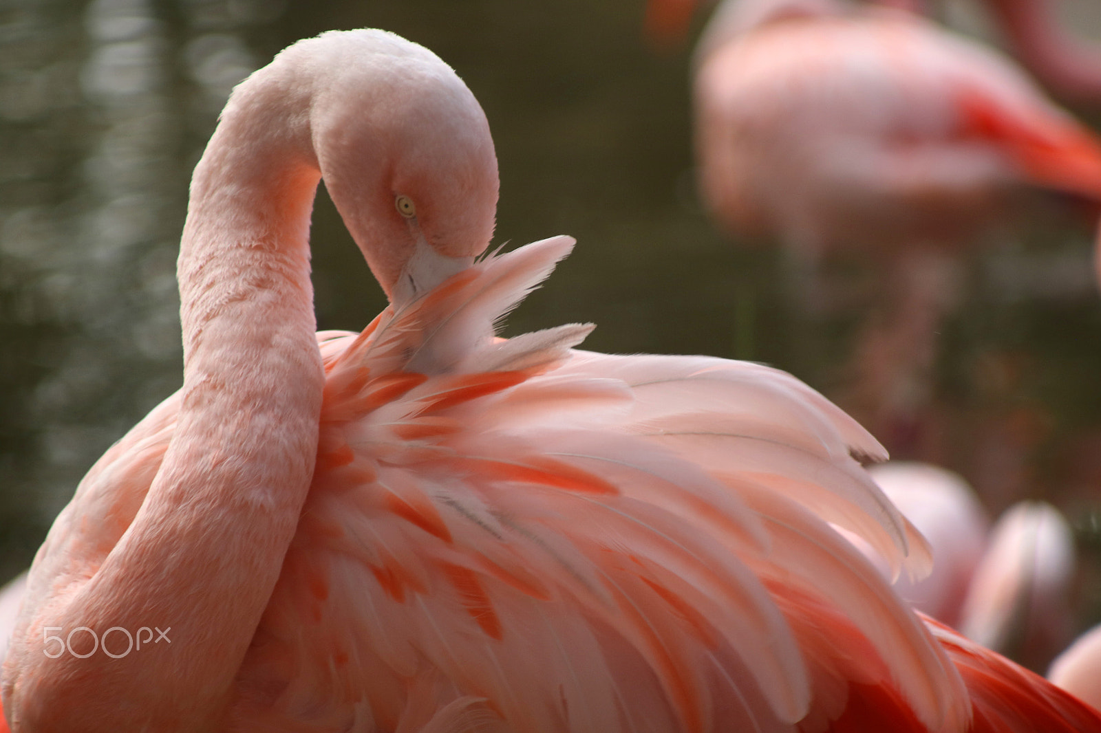 Canon EF 80-200mm f/4.5-5.6 USM sample photo. Flamingo 4224 photography