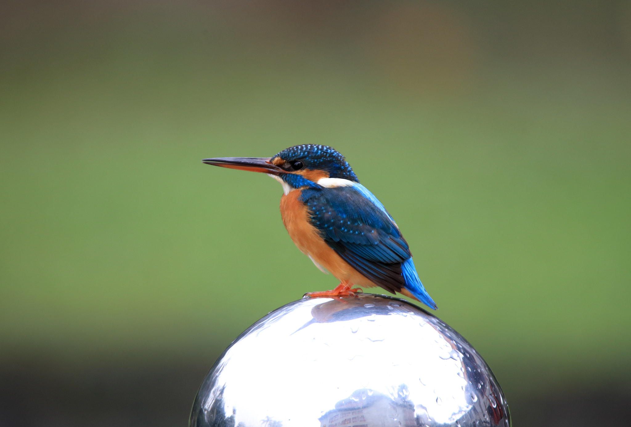 Tamron SP 150-600mm F5-6.3 Di VC USD sample photo. Kingfisher photography