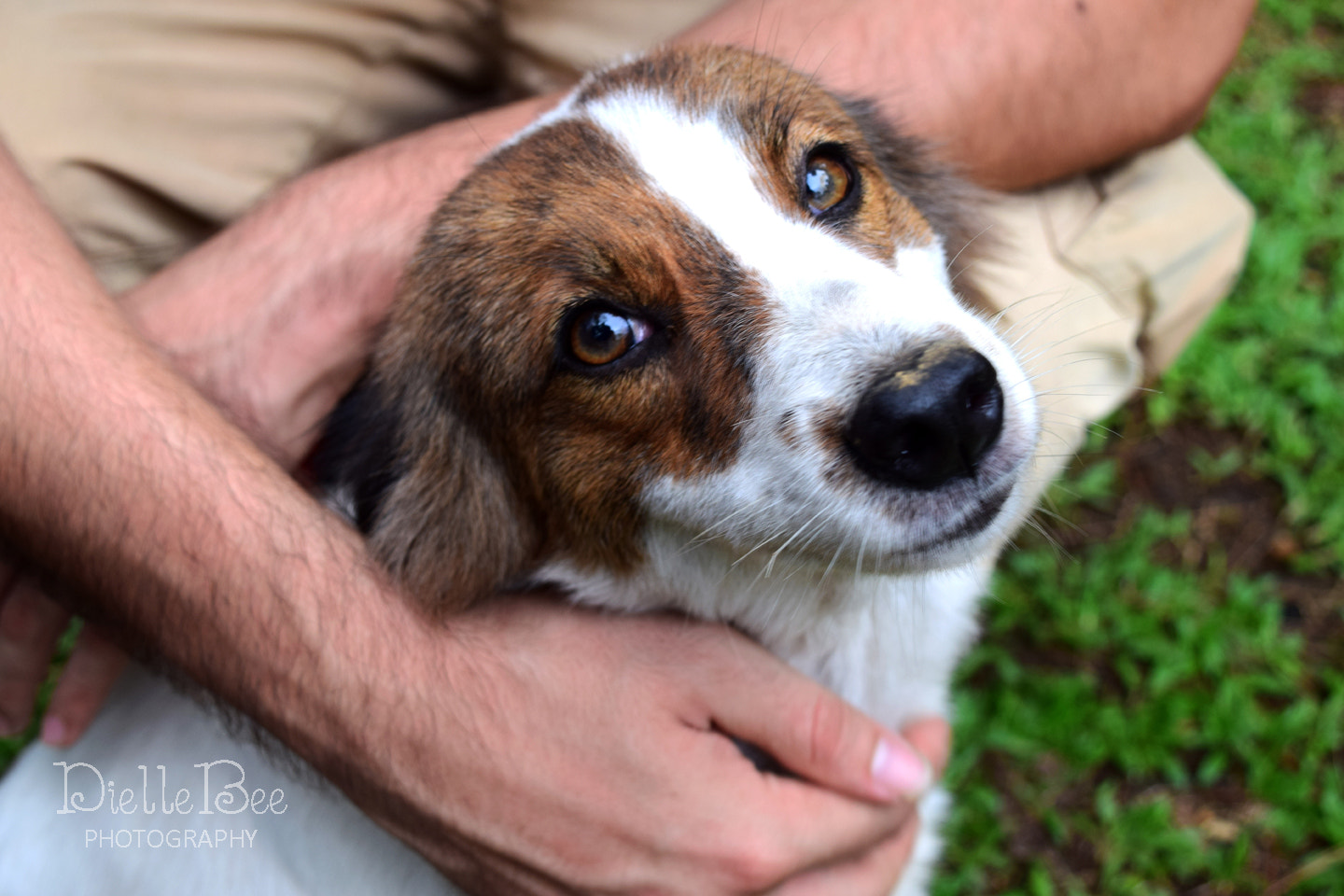 IX-Nikkor 60-180mm f/4-5.6 sample photo. Puppy eyes photography